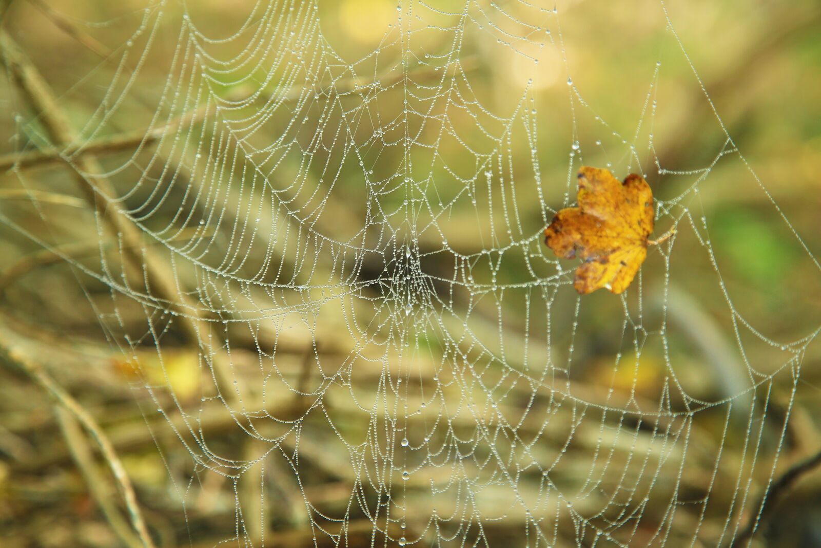 Canon EOS-1D C + Canon EF 24-105mm F4L IS USM sample photo. Indian summer, cobweb, leaf photography