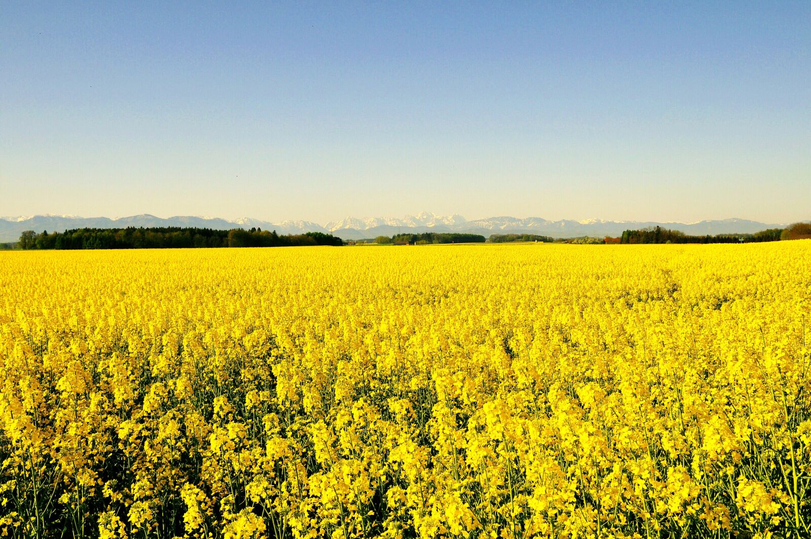 Nikon D90 sample photo. Spring, rape blossom, nature photography