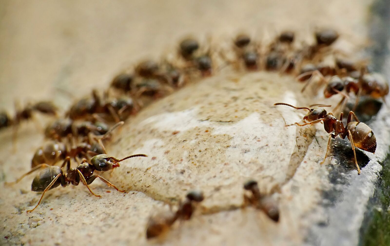 Panasonic Lumix DMC-FZ1000 sample photo. Ants, insect, nature photography