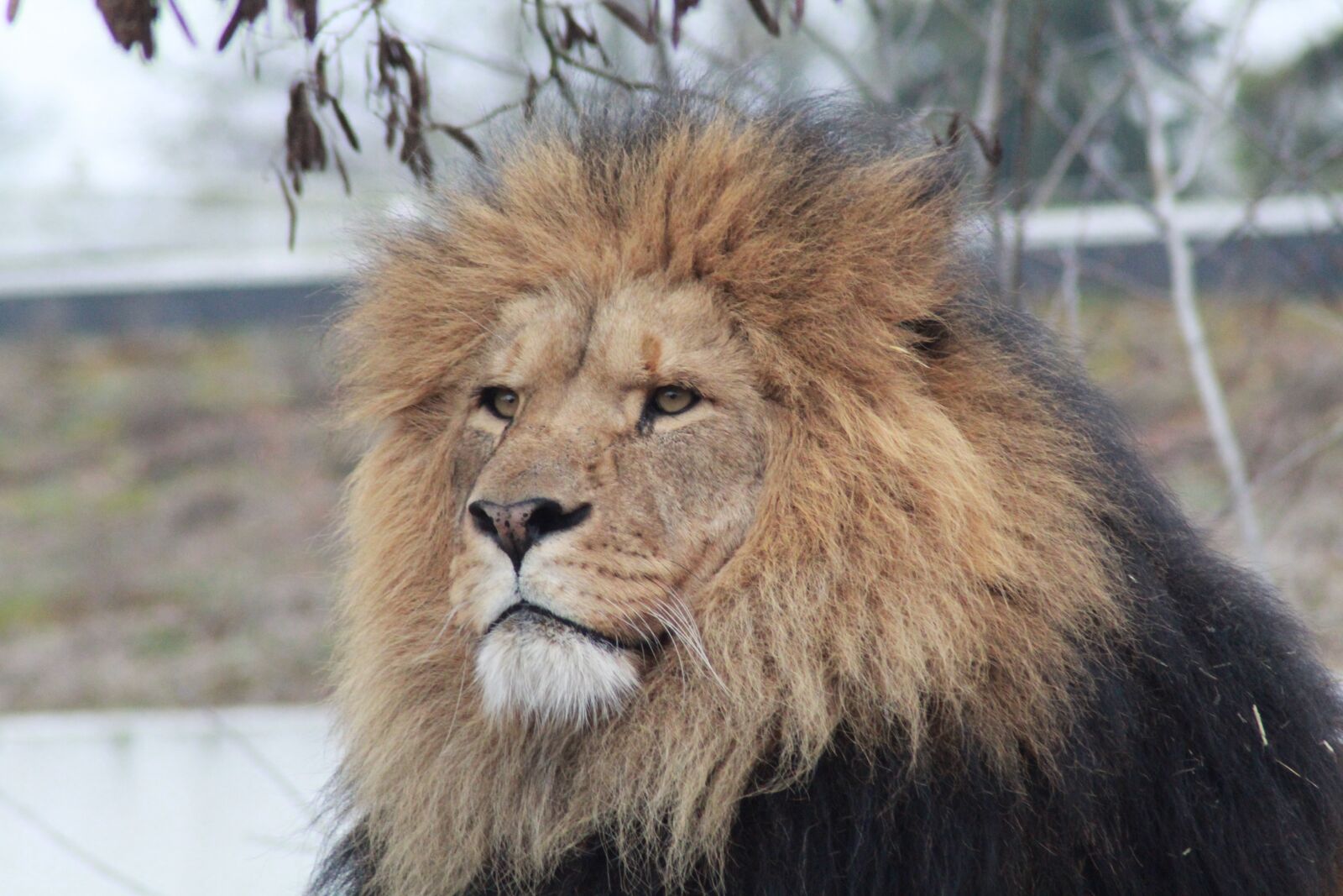 Canon EOS 1200D (EOS Rebel T5 / EOS Kiss X70 / EOS Hi) sample photo. Male lion, lion, wildlife photography