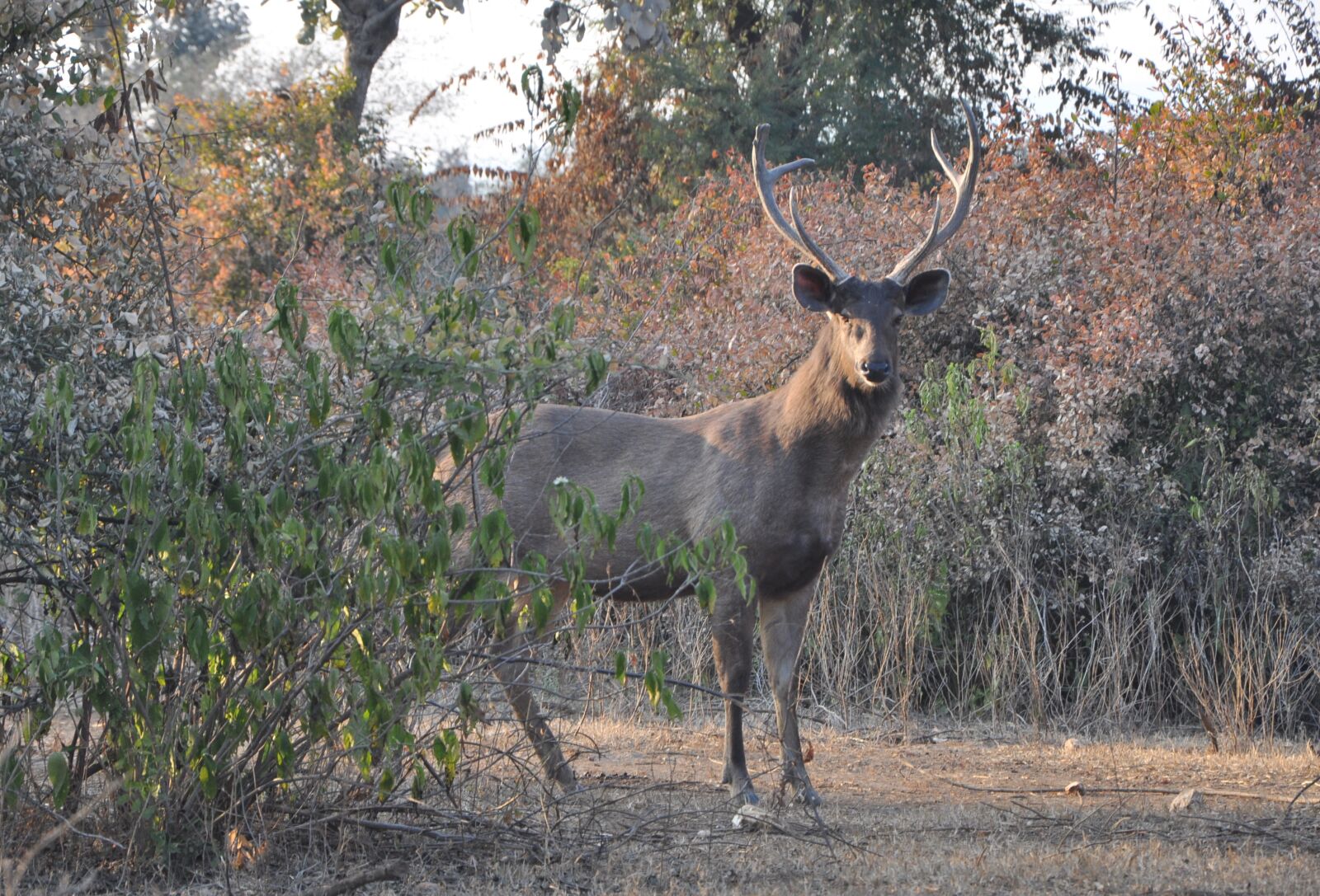 Nikon D90 sample photo. Sambar, rusa unicolor, wildlife photography