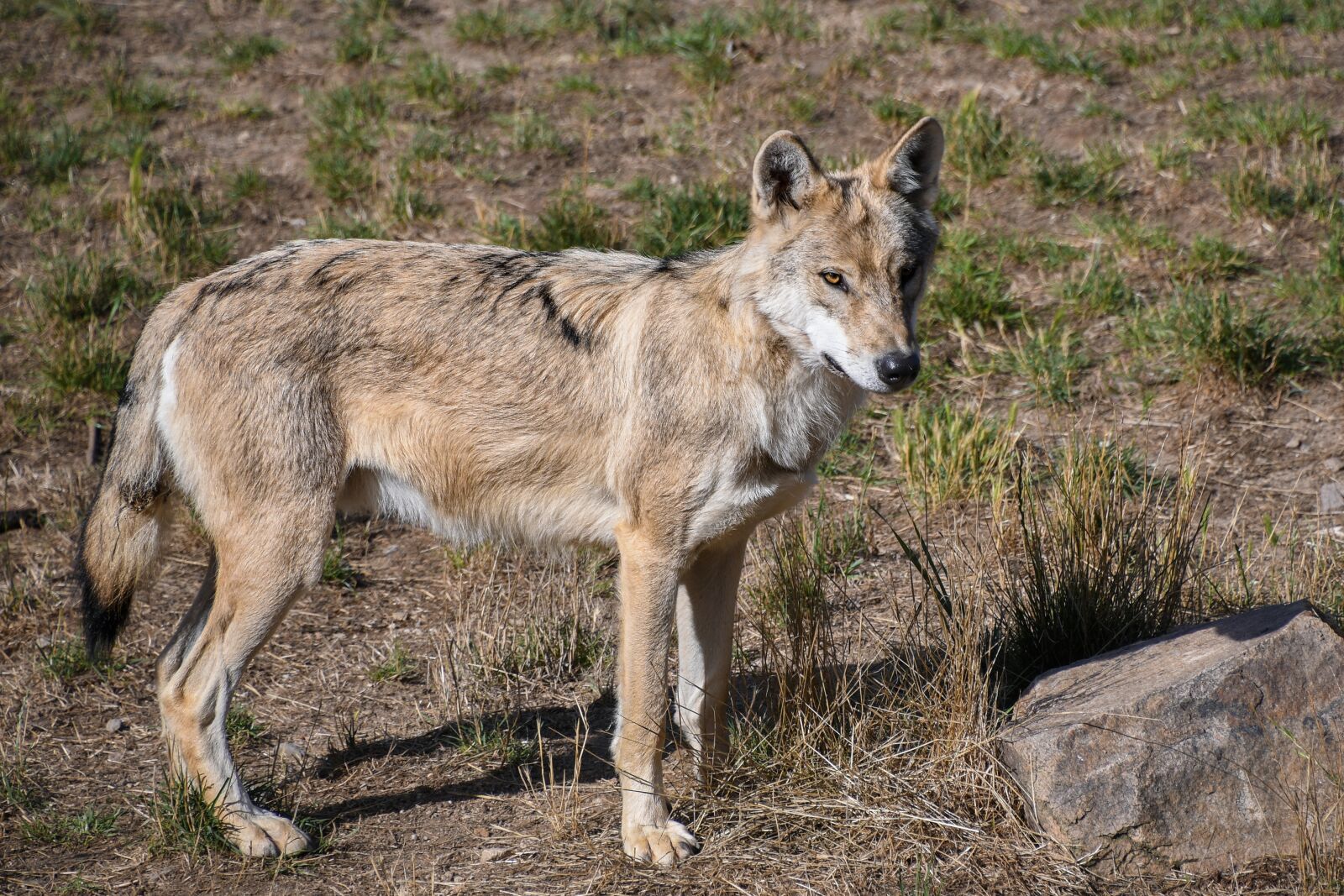 Nikon D500 sample photo. Wolf, predator, mammal photography