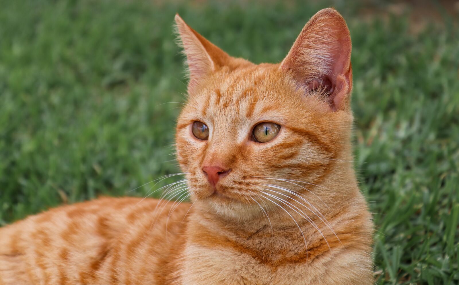 Canon EOS 200D (EOS Rebel SL2 / EOS Kiss X9) sample photo. Cat, red, young photography