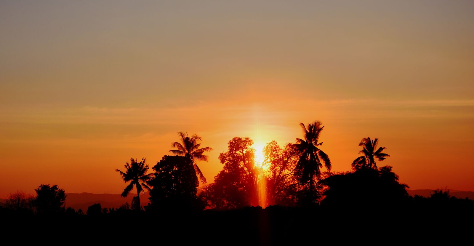 Nikon D5200 sample photo. Sun, sky, flower photography