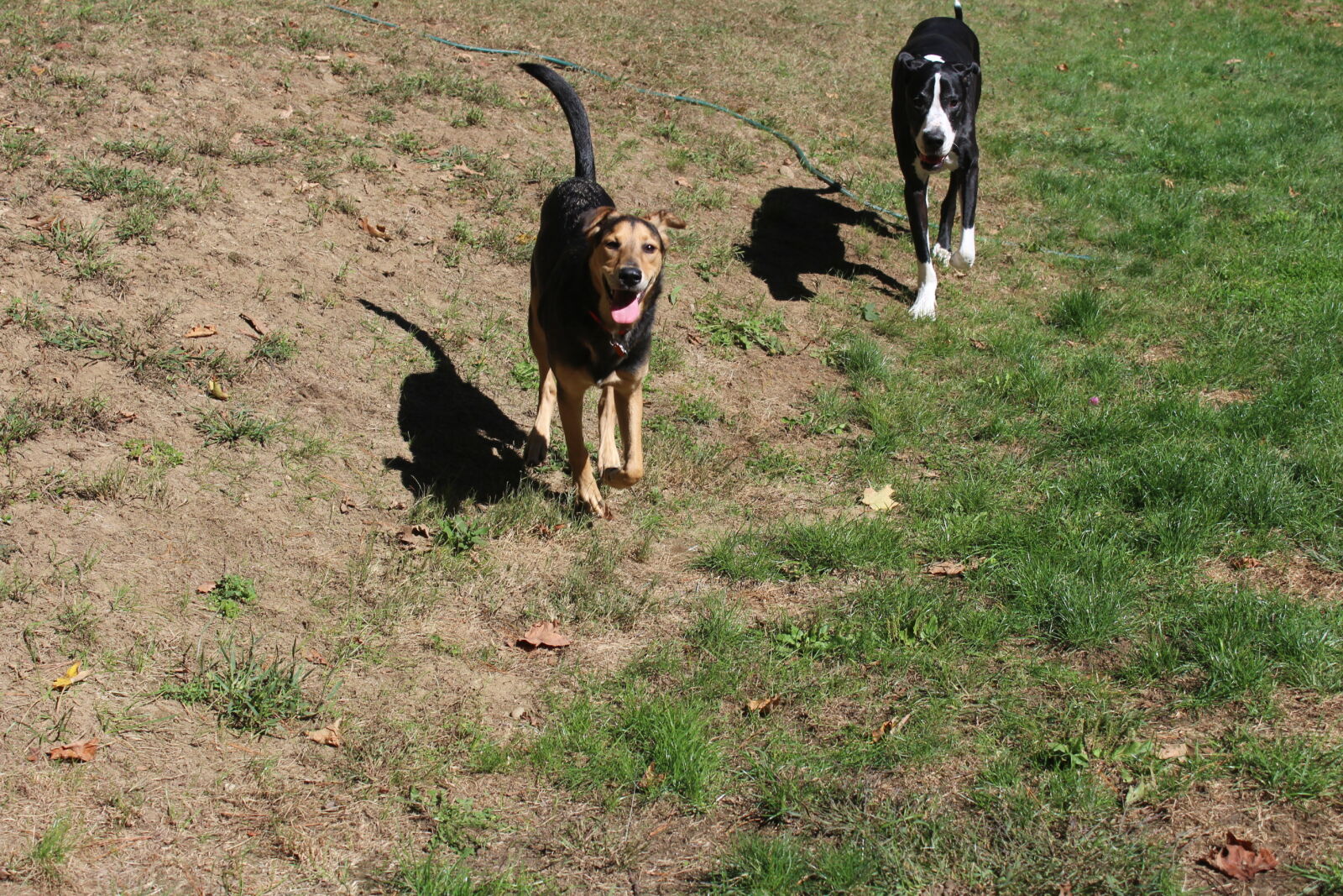 Canon EOS 1200D (EOS Rebel T5 / EOS Kiss X70 / EOS Hi) sample photo. Dog, great, dane, outside photography