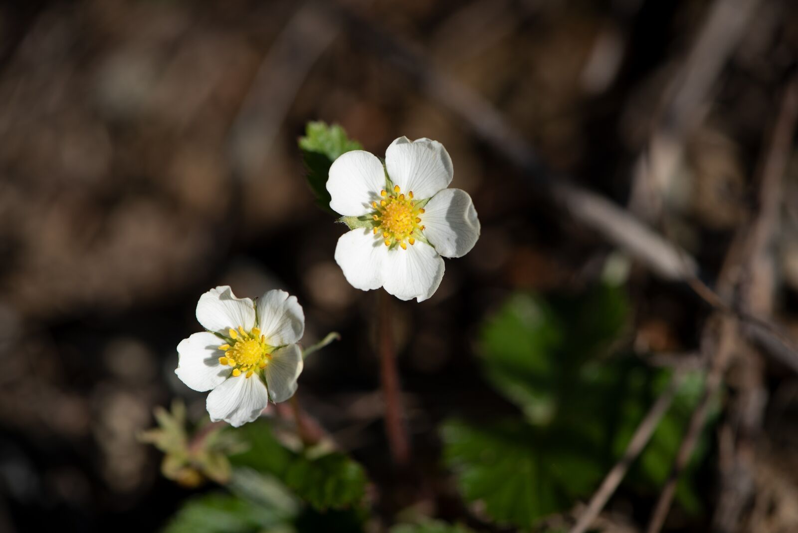 Nikon D750 sample photo. Flowers, strawberry flowers, wild photography