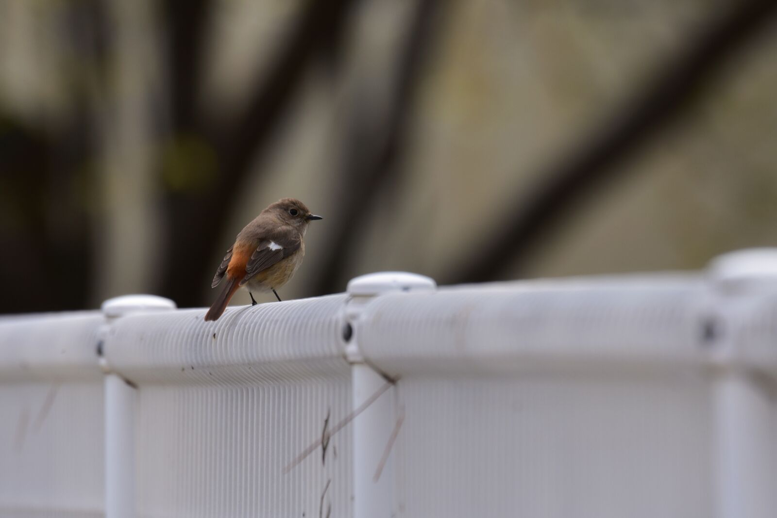 Nikon D7200 sample photo. Animal, bird, wild birds photography
