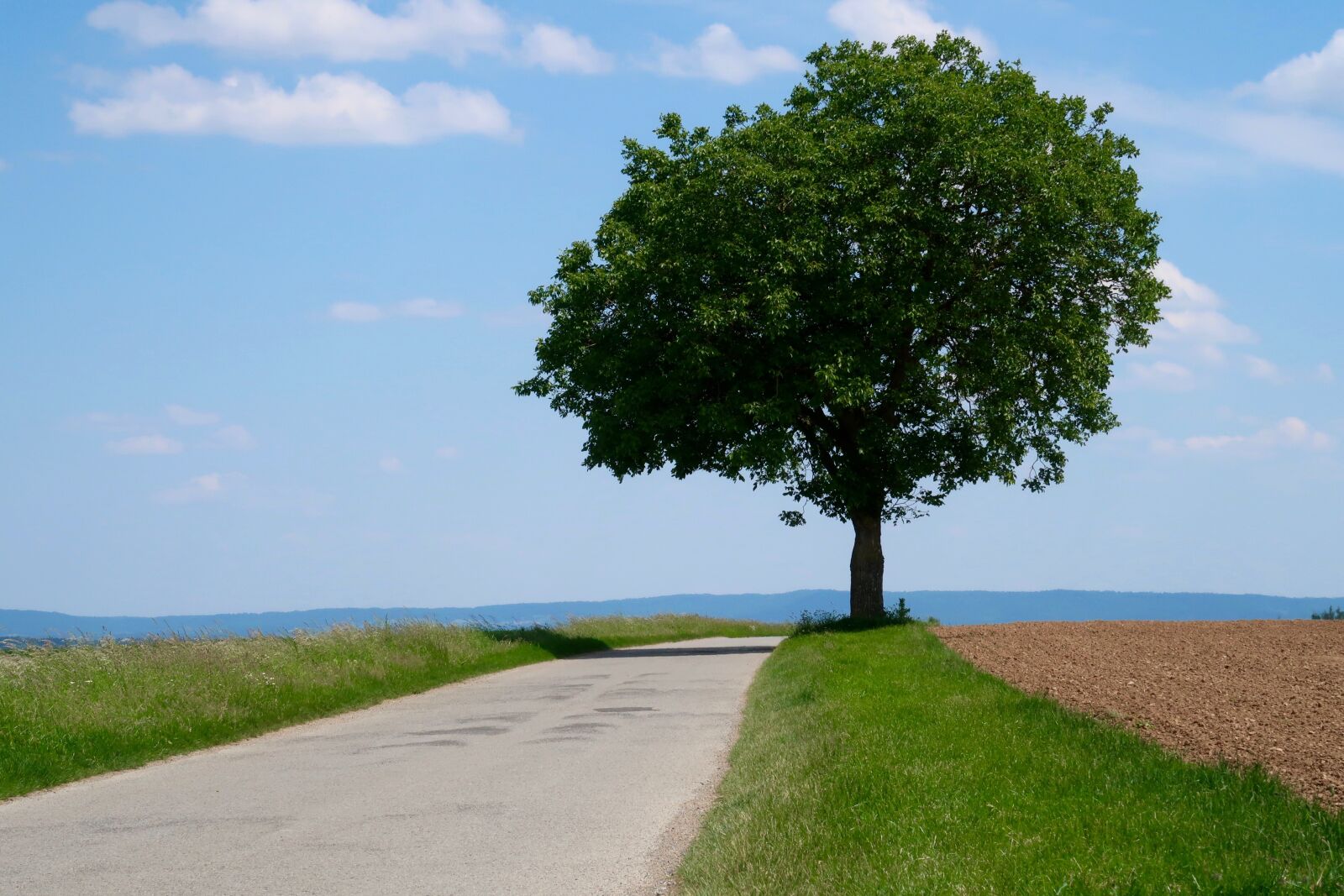 Canon PowerShot G7 X Mark II sample photo. Tree, lane, landscape photography
