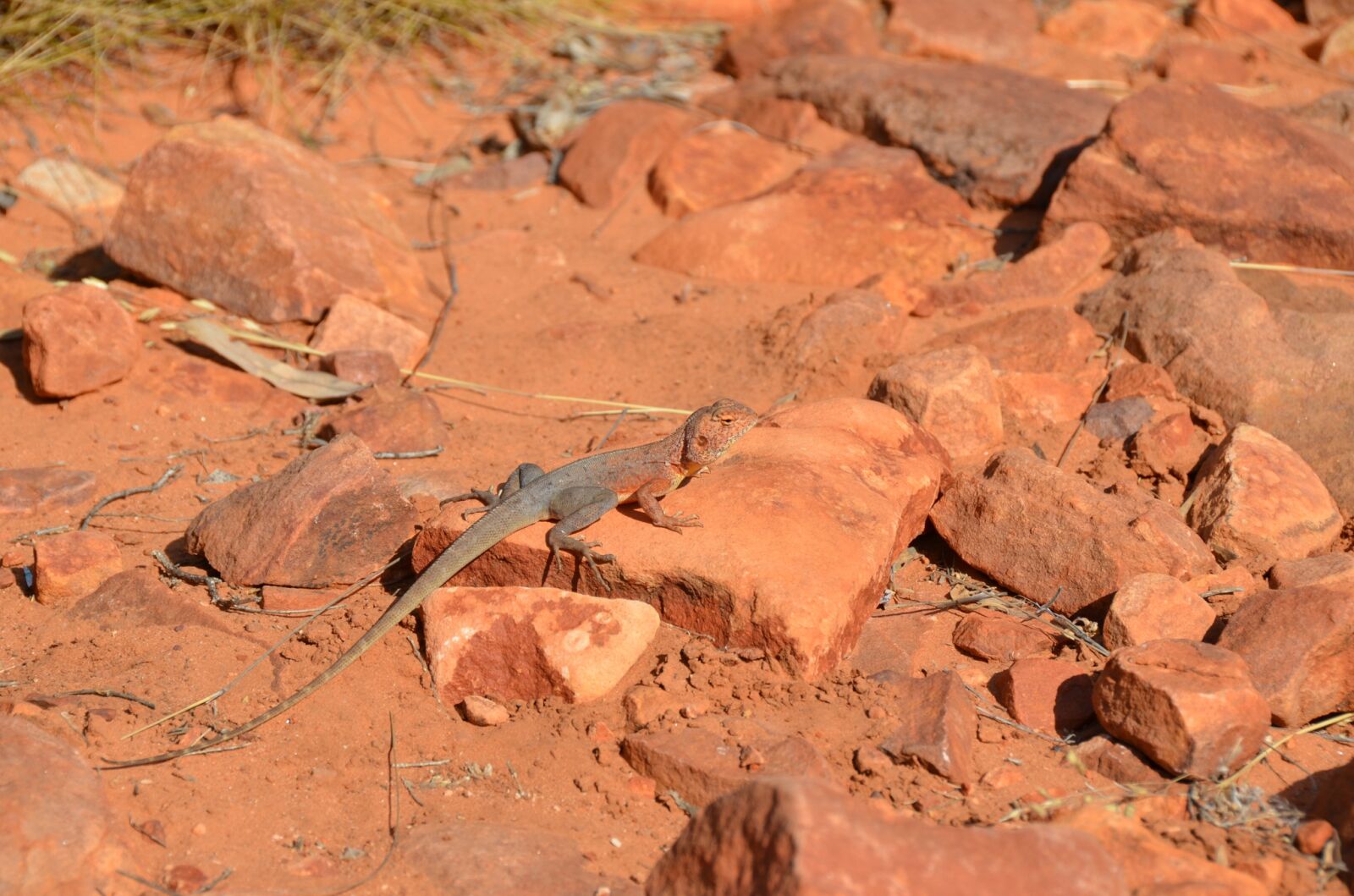 Nikon D5100 sample photo. Ring-tailed dragon, dragon, lizard photography