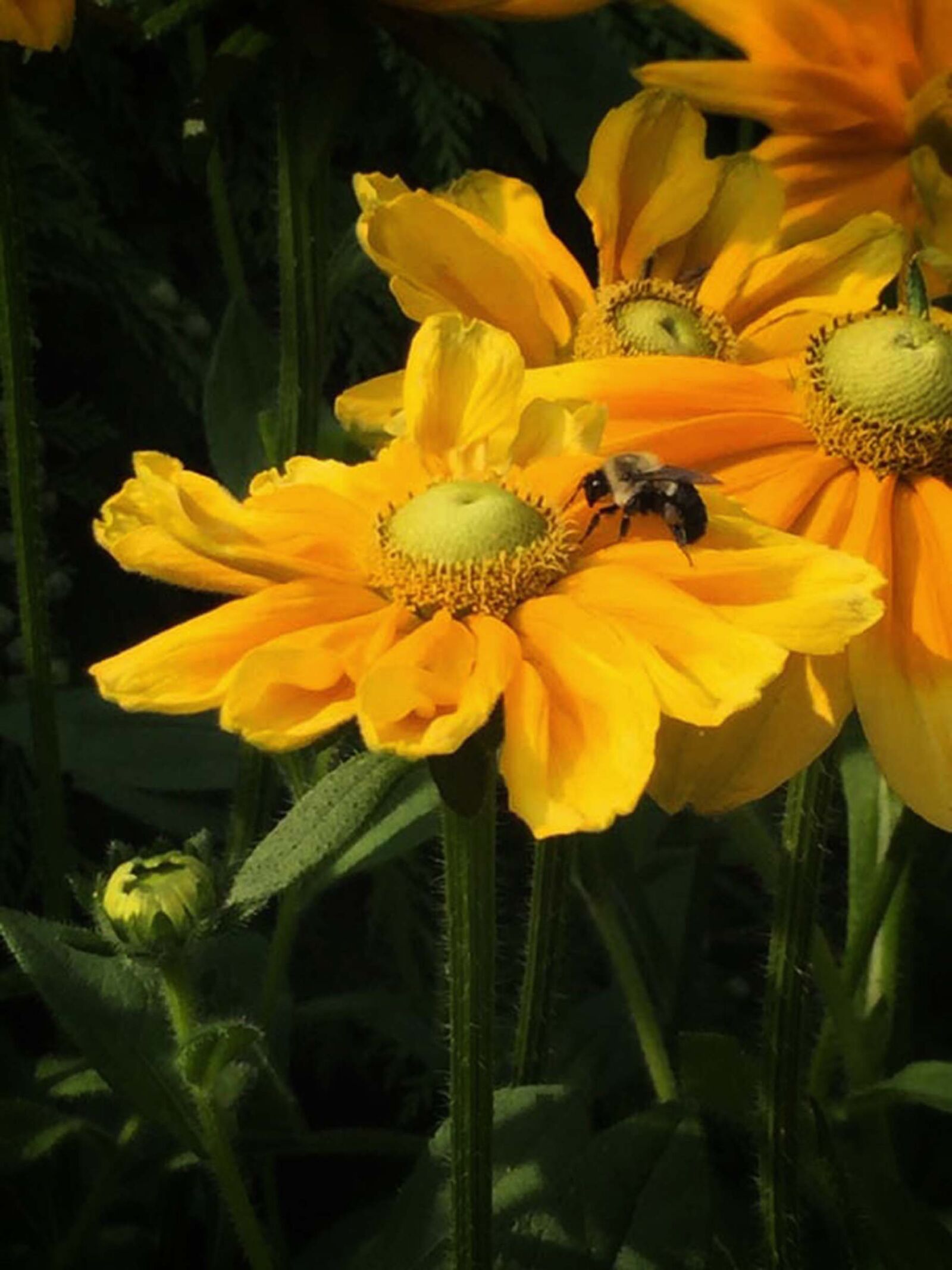 iPhone 6 back camera 4.15mm f/2.2 sample photo. Beautiful, flowers, bee, flower photography