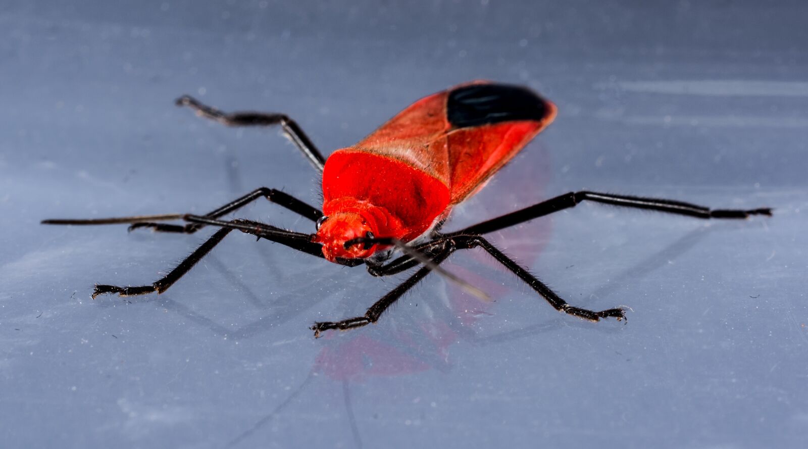 Nikon D5200 sample photo. Beetle, red beetle, insect photography