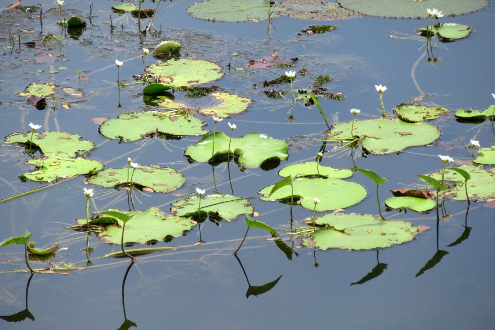 Canon PowerShot SX620 HS sample photo. Aquatic plants, pond, body photography