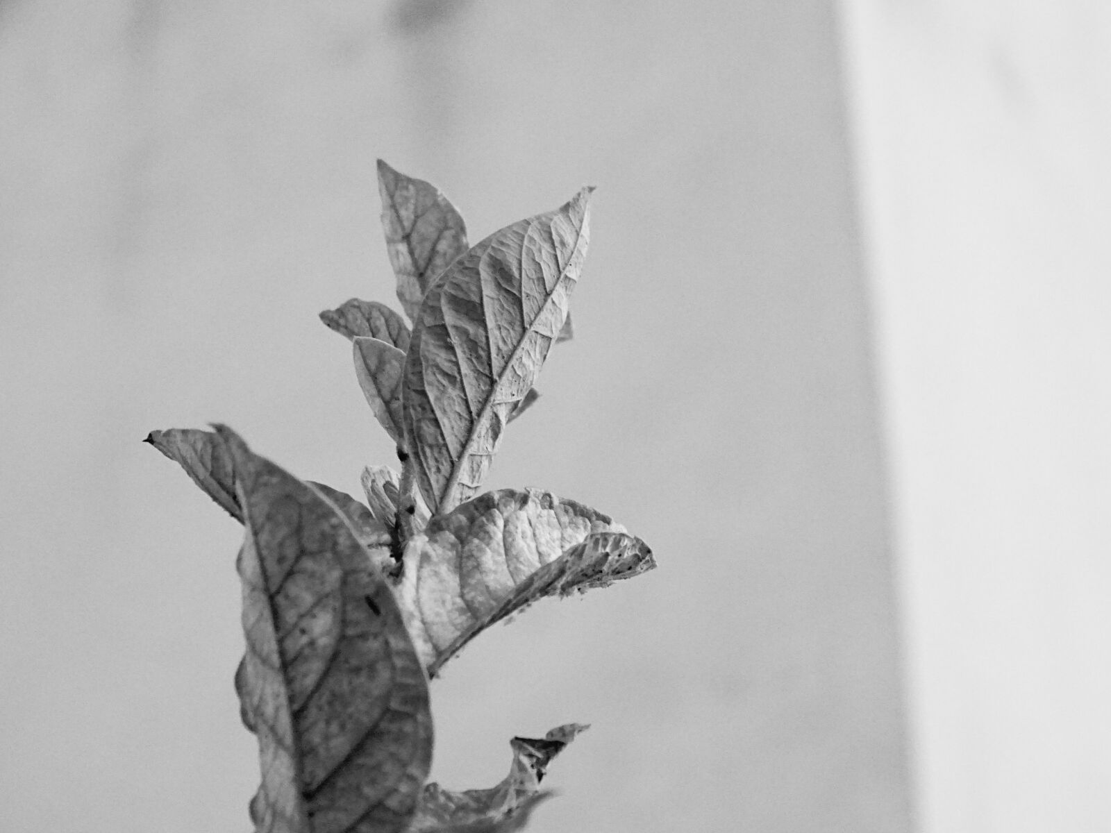Sony Cyber-shot DSC-HX400V sample photo. B, w, leaf, nature photography