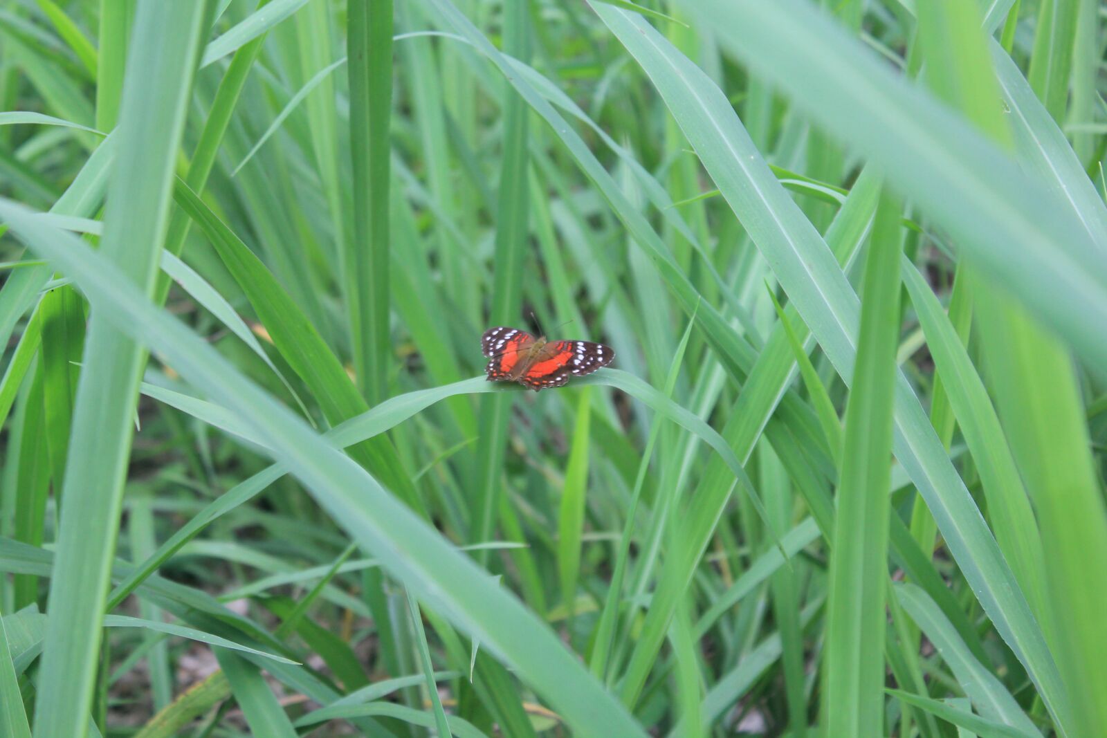 Canon EOS 550D (EOS Rebel T2i / EOS Kiss X4) sample photo. Grass, butterfly, nature photography