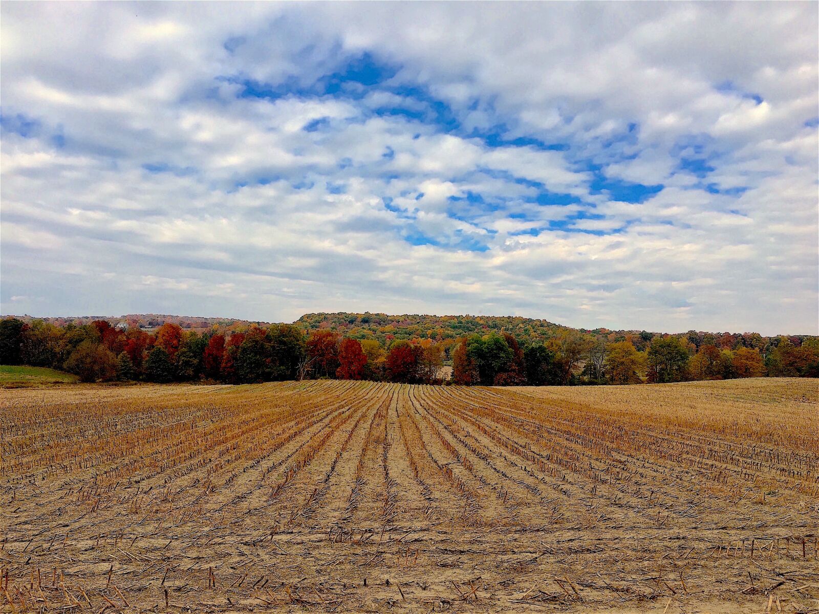 Apple iPhone 6s sample photo. Field, fall, colors photography
