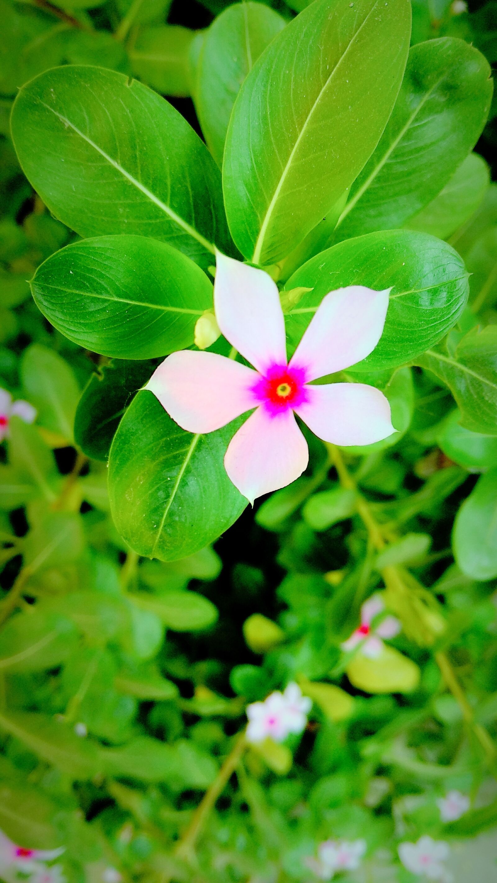 Xiaomi Redmi Note 4 sample photo. Flower, nature, leaf photography