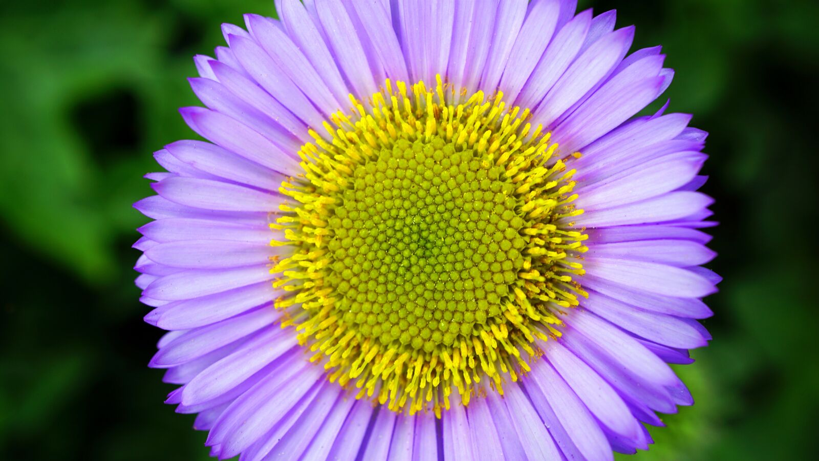 Sony E 30mm F3.5 Macro sample photo. Flower, daisy, floral photography
