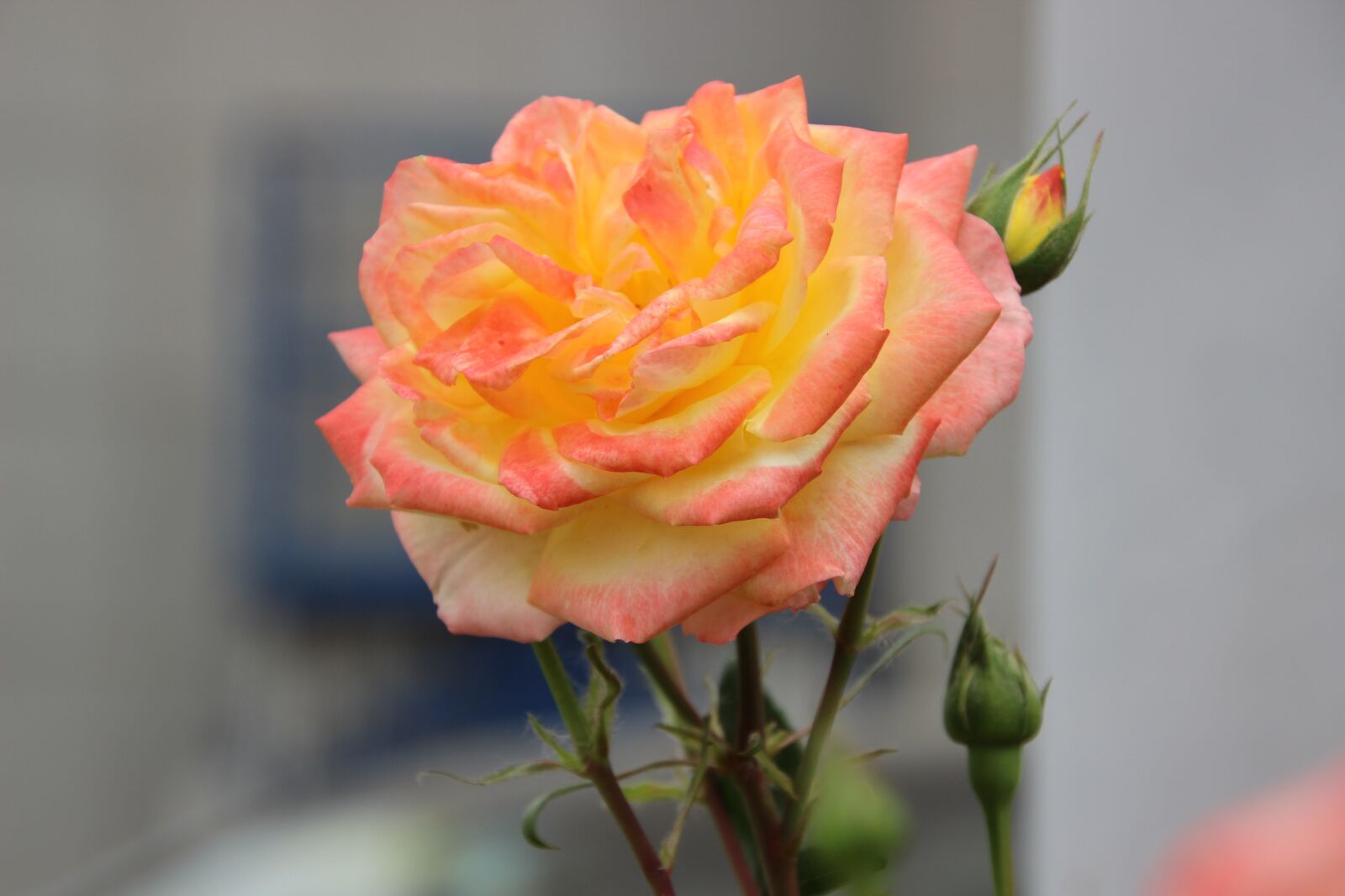 Canon EOS 600D (Rebel EOS T3i / EOS Kiss X5) sample photo. Rose, flower, plant photography