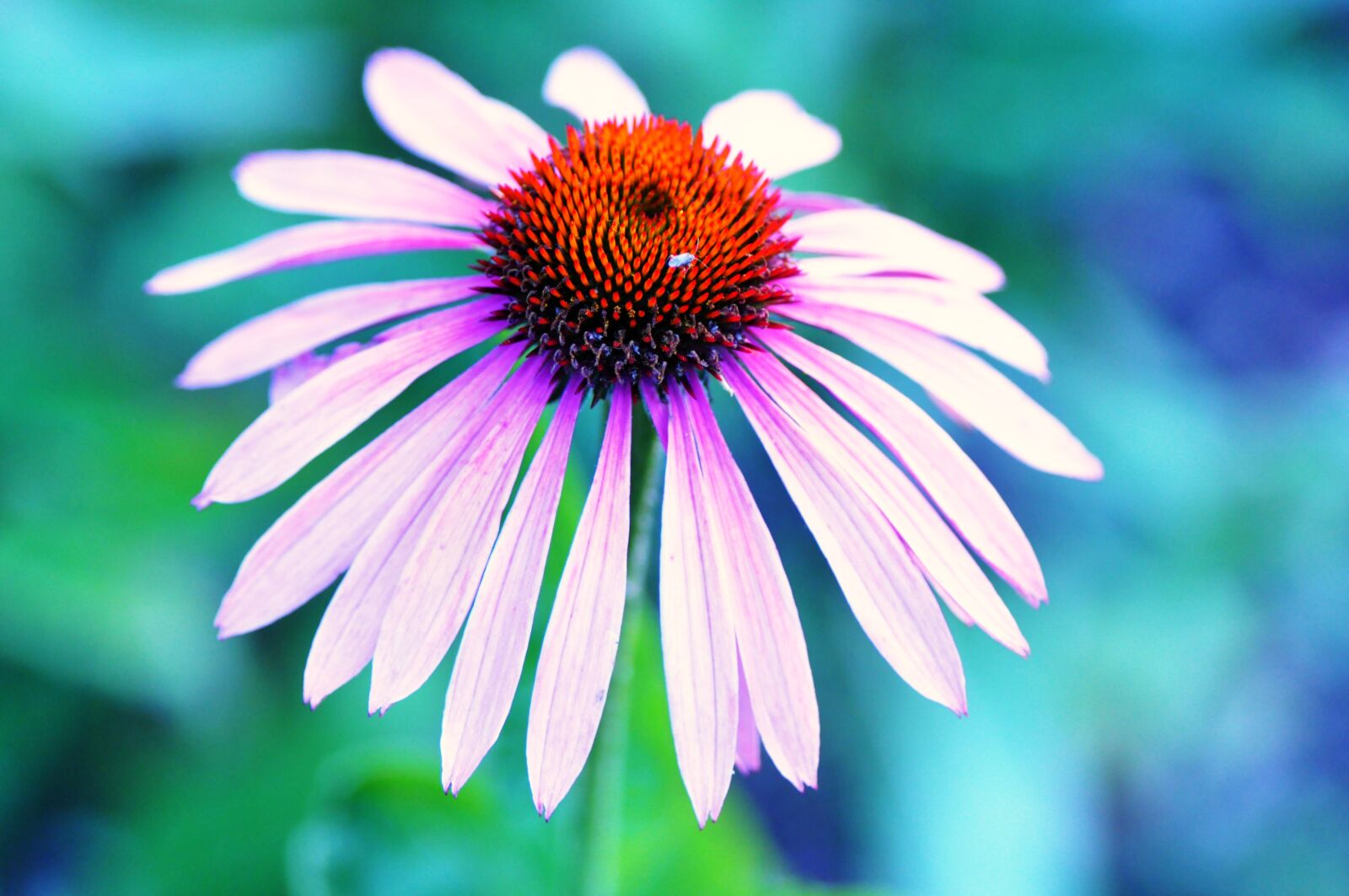 Nikon D90 sample photo. Coneflower, purple coneflower, echinacea photography