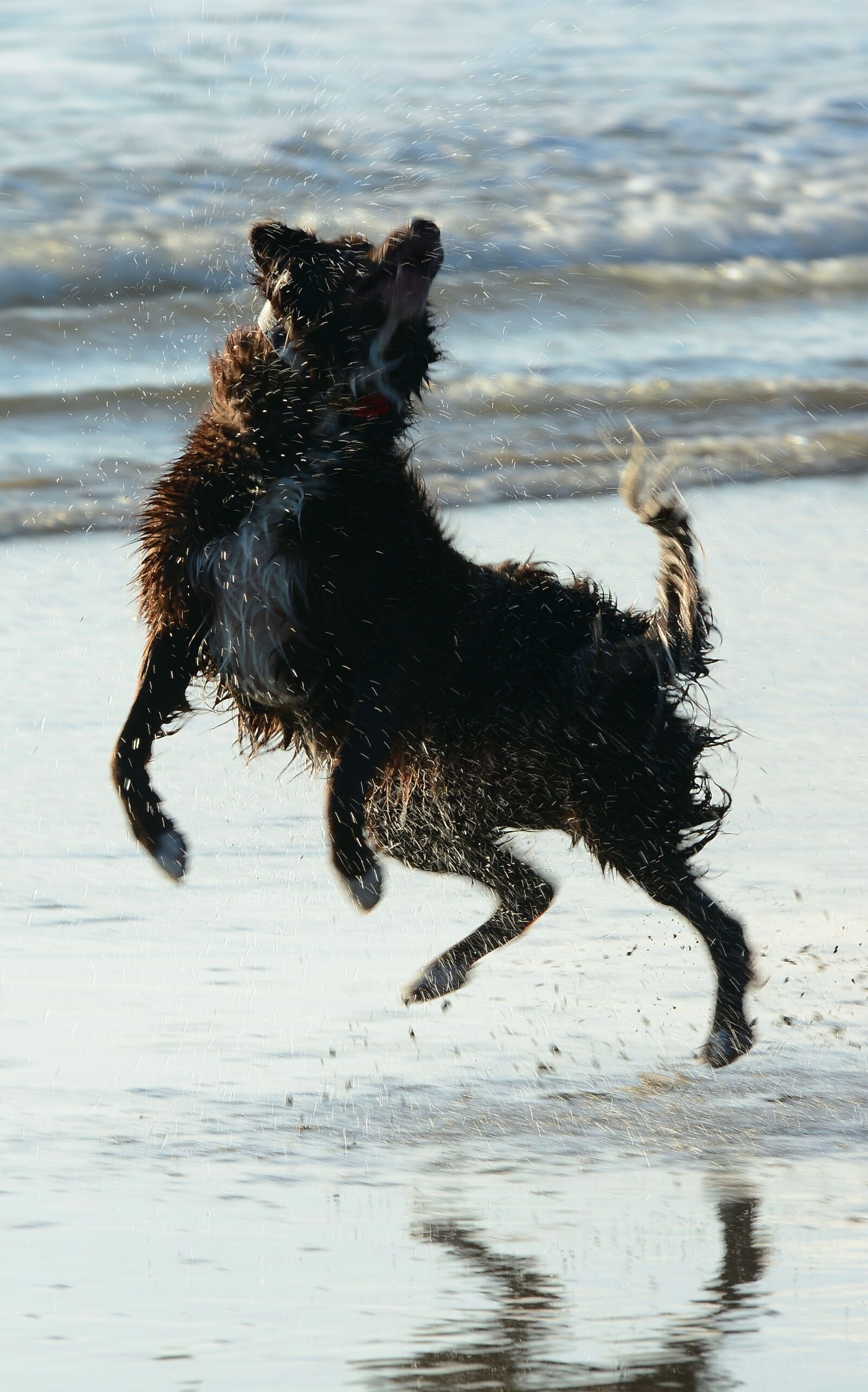 Nikon D7100 sample photo. Dog, jump, play photography