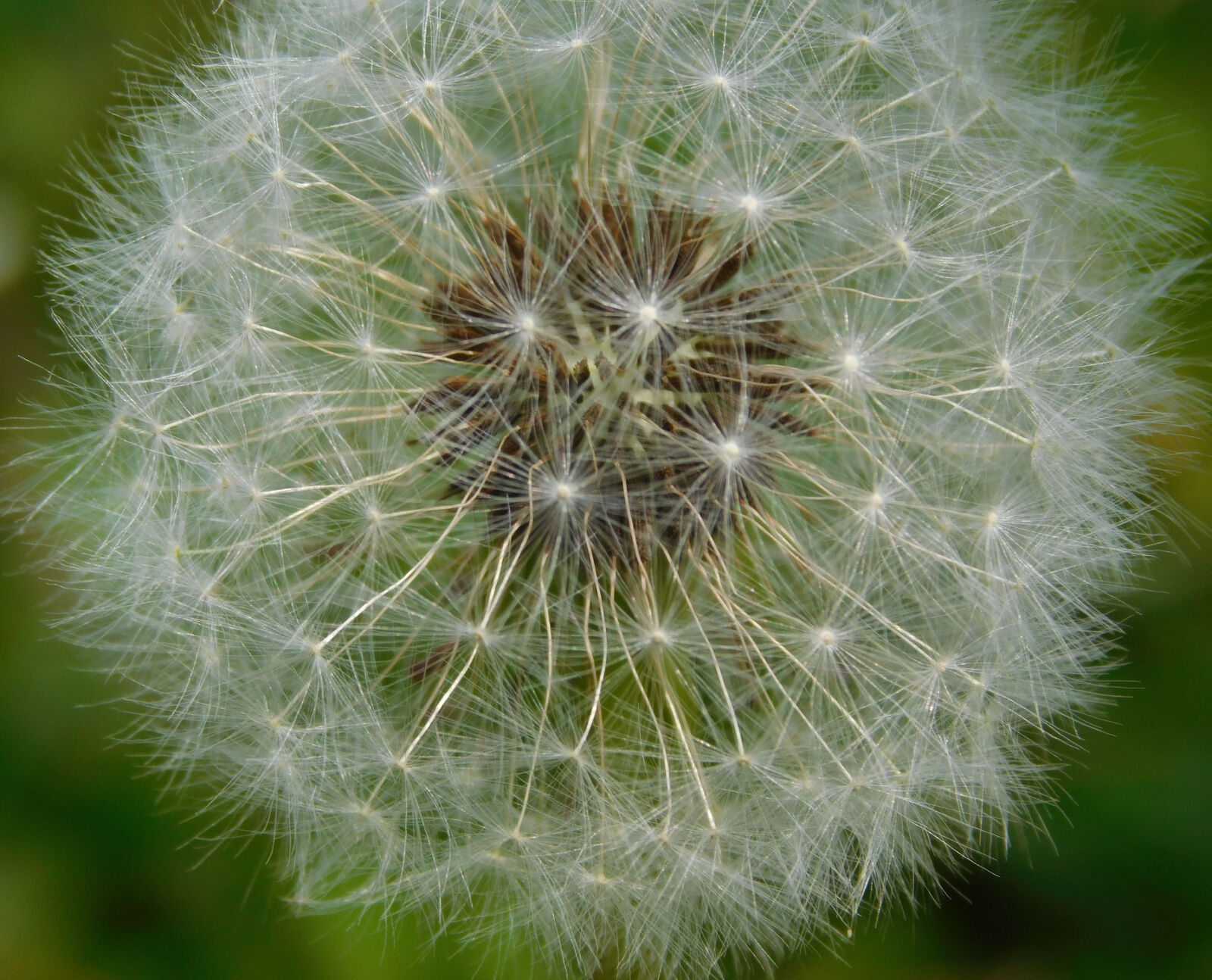 Nikon Coolpix L840 sample photo. Dandelion, flower, green, macro photography