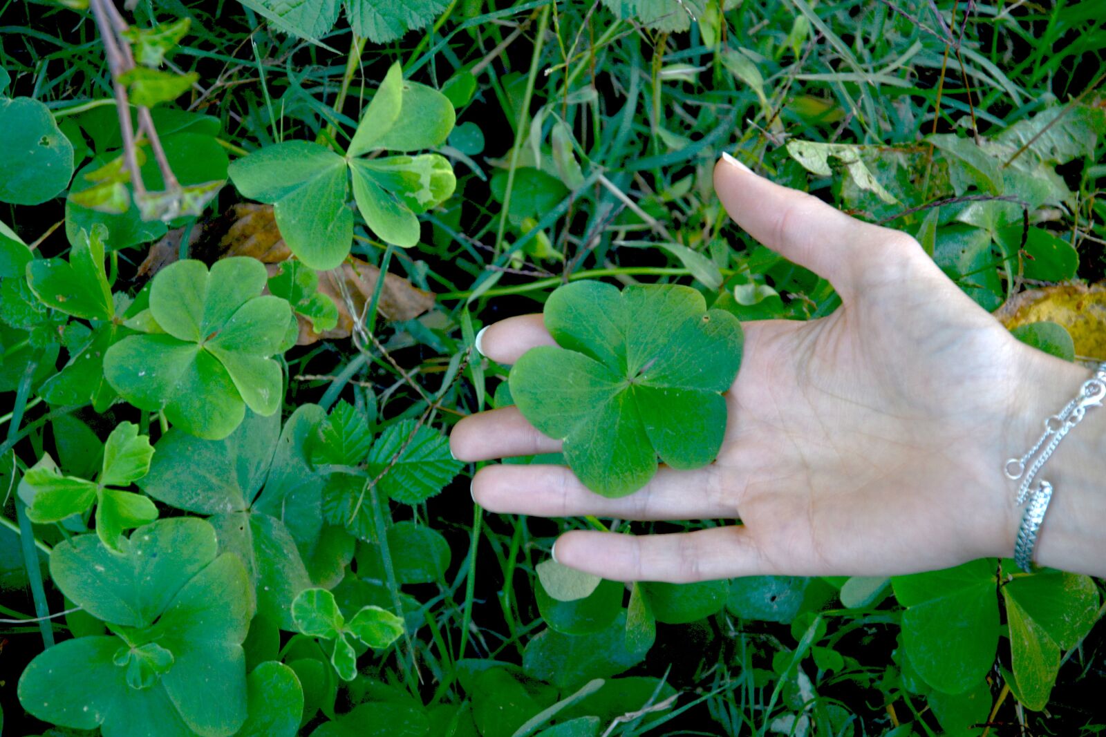 Nikon D5200 sample photo. Clover, hand, grass photography