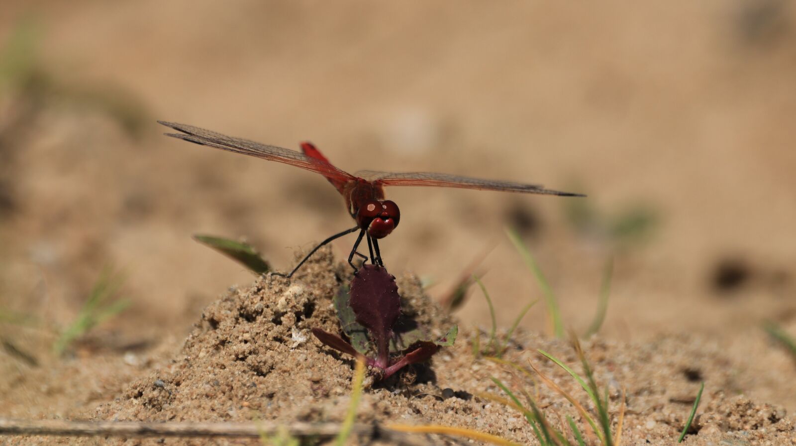 150-600mm F5-6.3 DG OS HSM | Contemporary 015 sample photo. Dragonfly, wing, veins photography