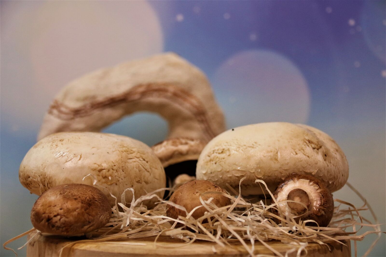 Canon EOS 700D (EOS Rebel T5i / EOS Kiss X7i) sample photo. Mushrooms, delicious, nutrition photography