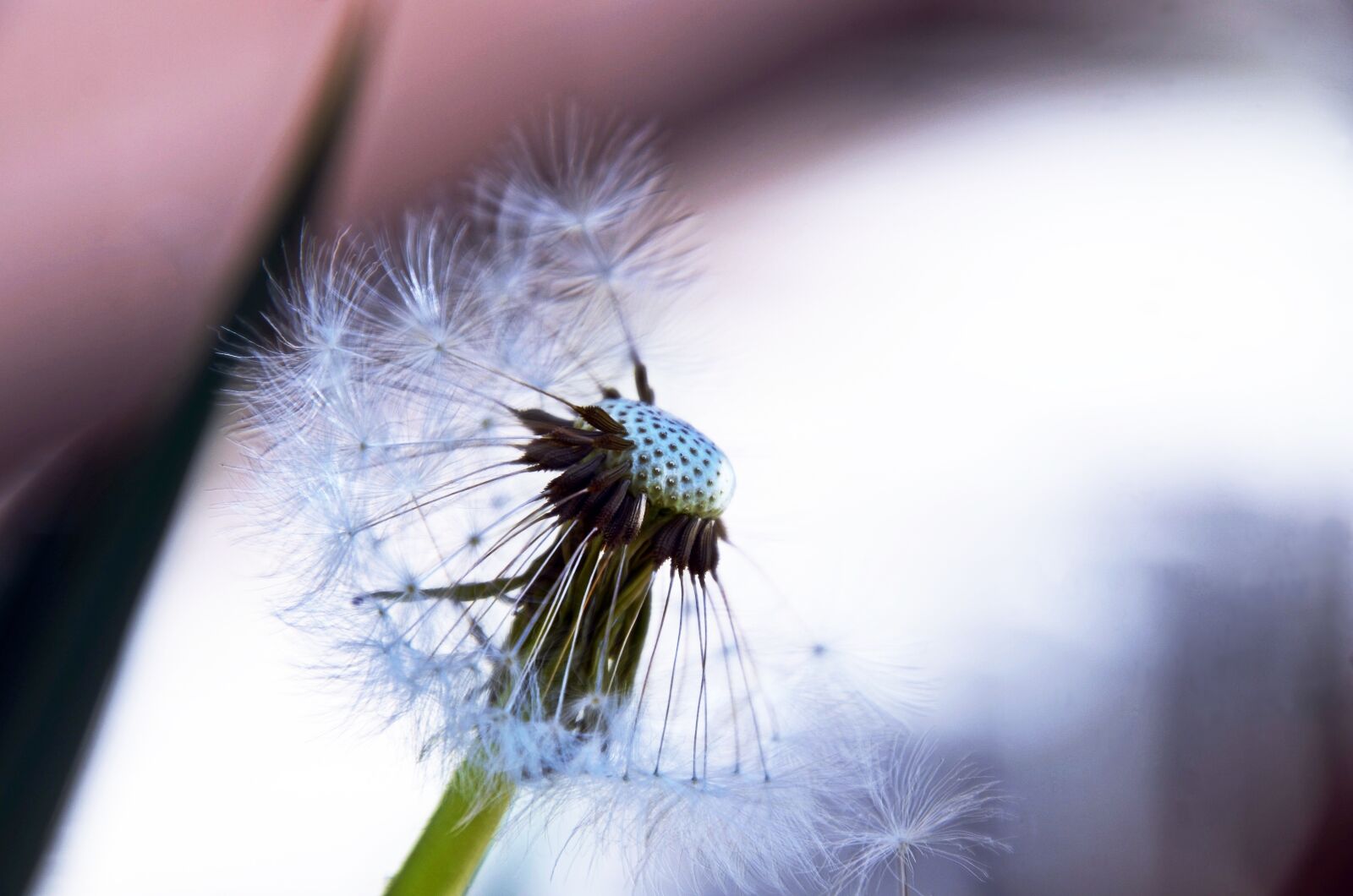 Nikon D7000 sample photo. Dandelion, mag, seeds photography