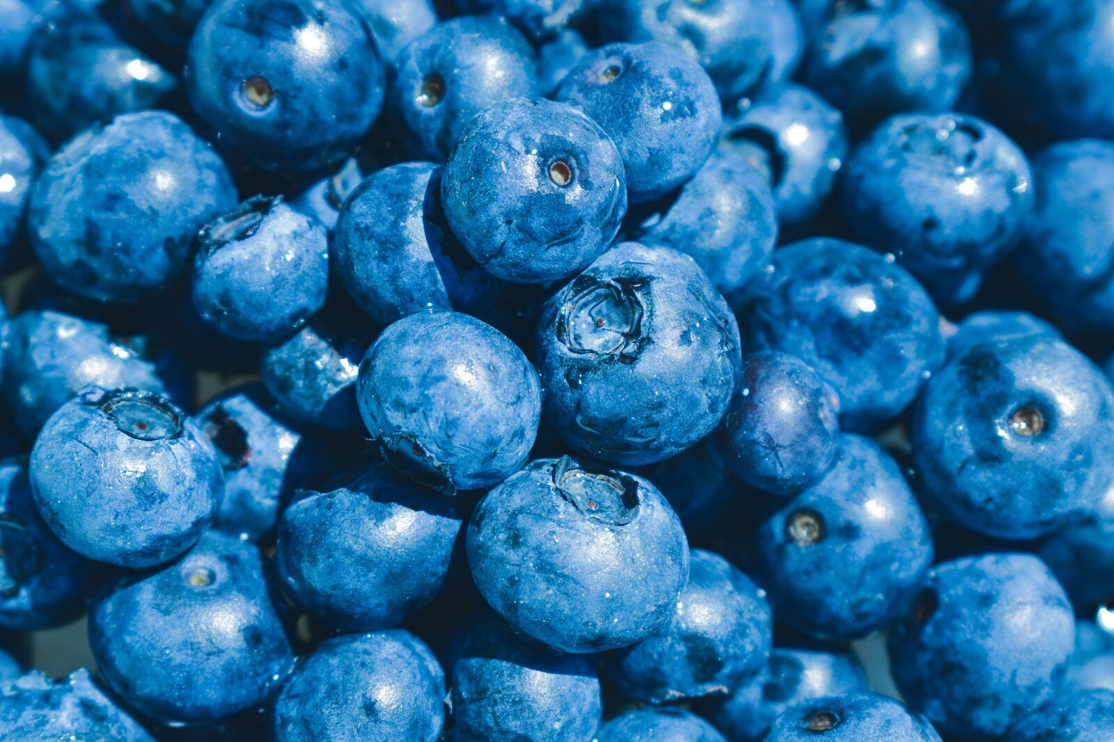 Nikon D5600 sample photo. Blueberries, fruit, fresh photography