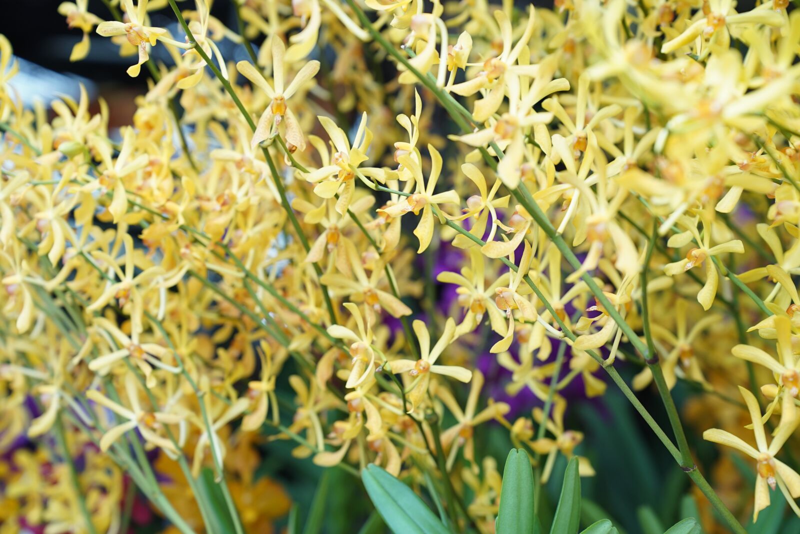 Sony a7S + Sony FE 24-70mm F2.8 GM sample photo. Orchids, tropical, floral photography