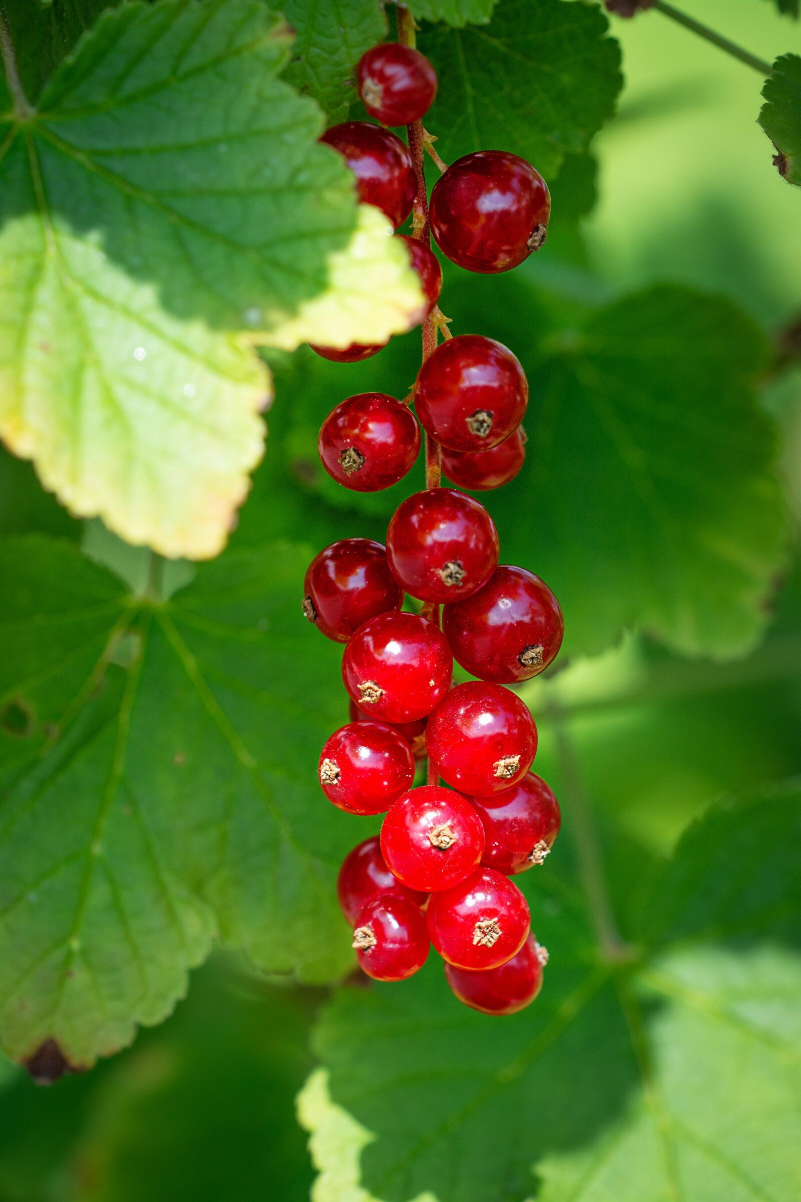 Nikon D7100 sample photo. Currant, red, red currants photography