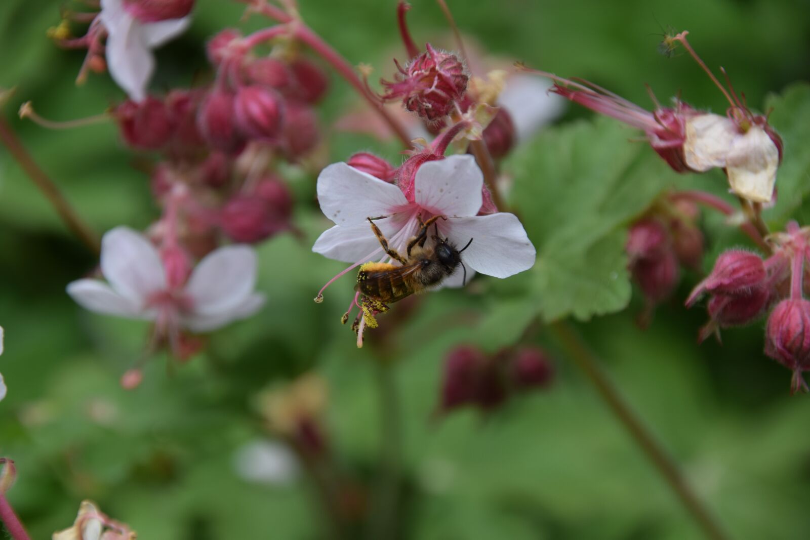 Nikon D3300 sample photo. Bug, flower, nature photography