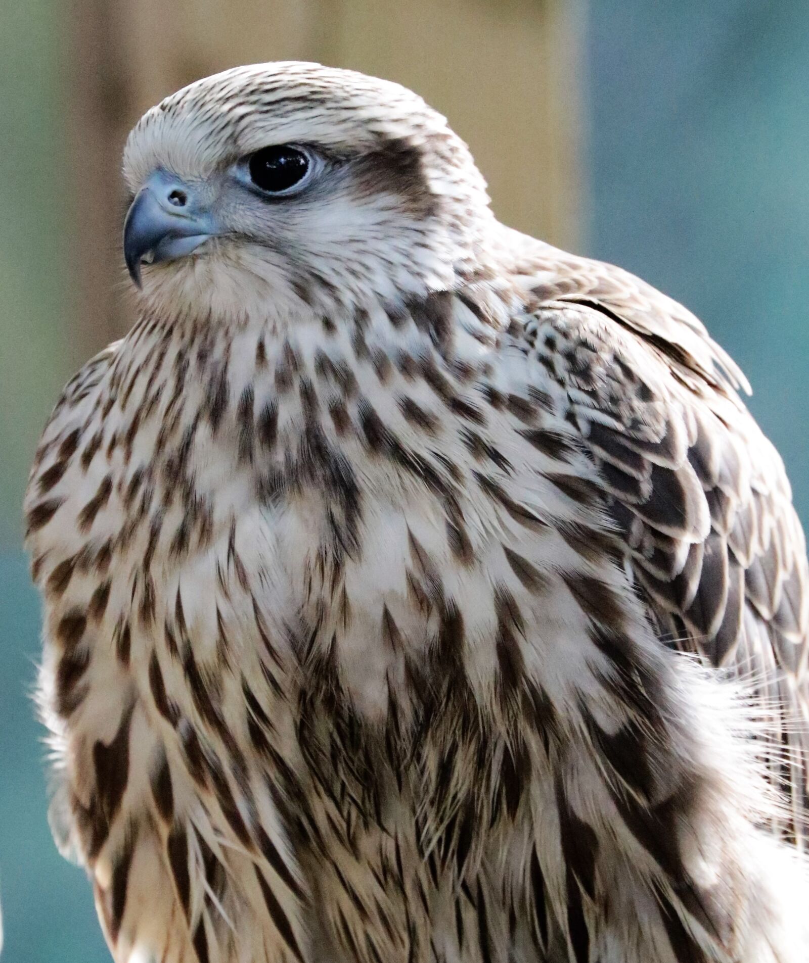 Canon EF 70-300mm F4-5.6L IS USM sample photo. Lanner, falcon, bird photography