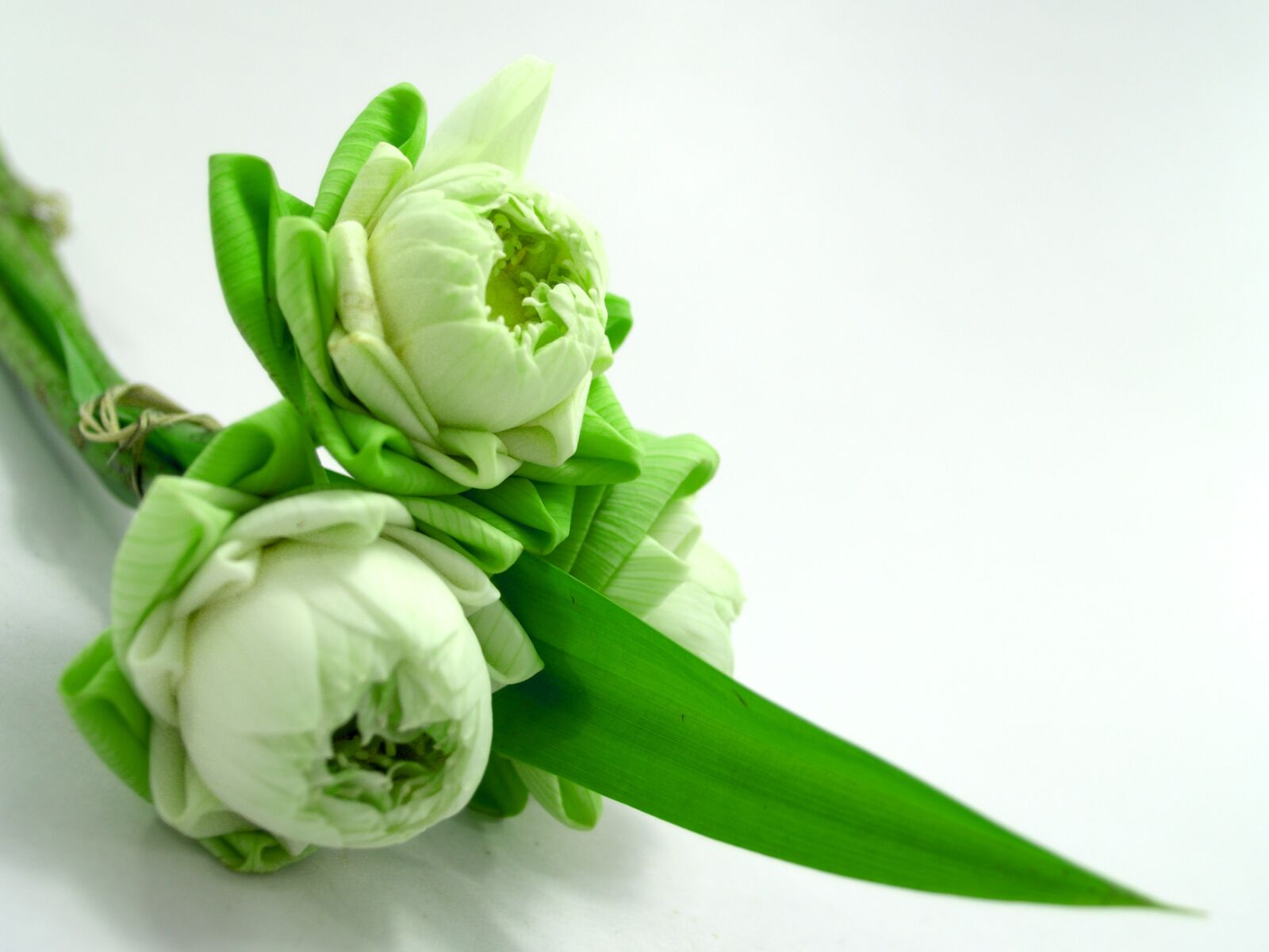 Olympus E-300 (EVOLT E-300) sample photo. White, flower, lotus photography
