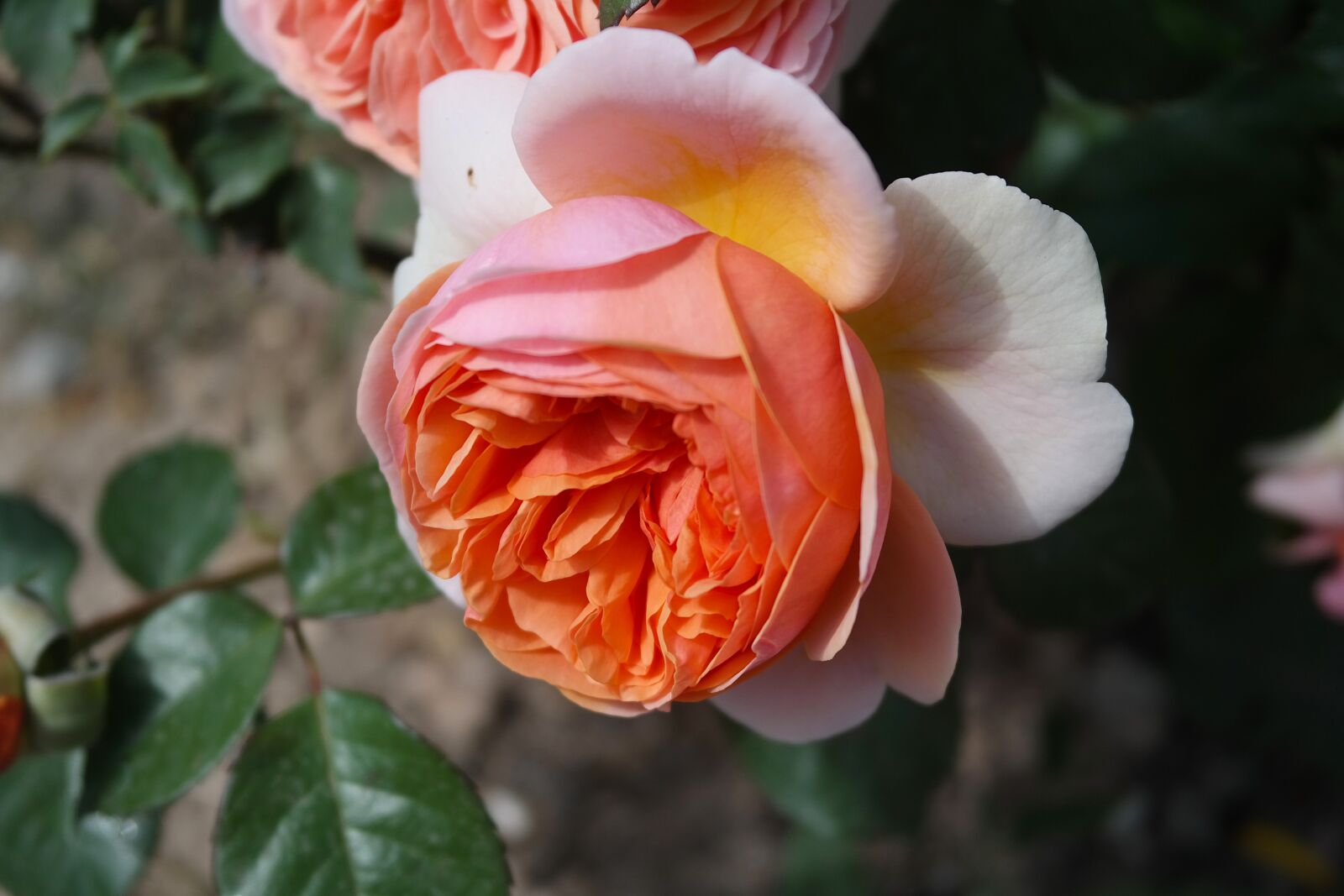 Samsung NX300 sample photo. Garden, rose, tea rose photography