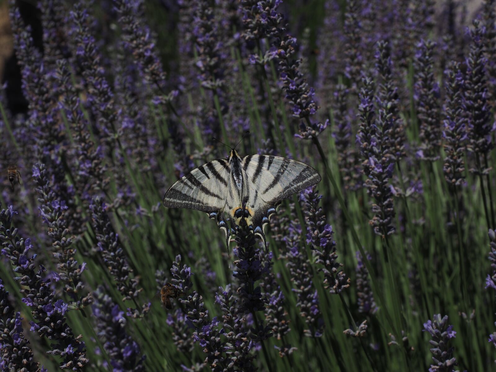 Olympus OM-D E-M1 + Olympus M.Zuiko Digital ED 12-40mm F2.8 Pro sample photo. Dovetail, butterfly, swallowtail butterflies photography
