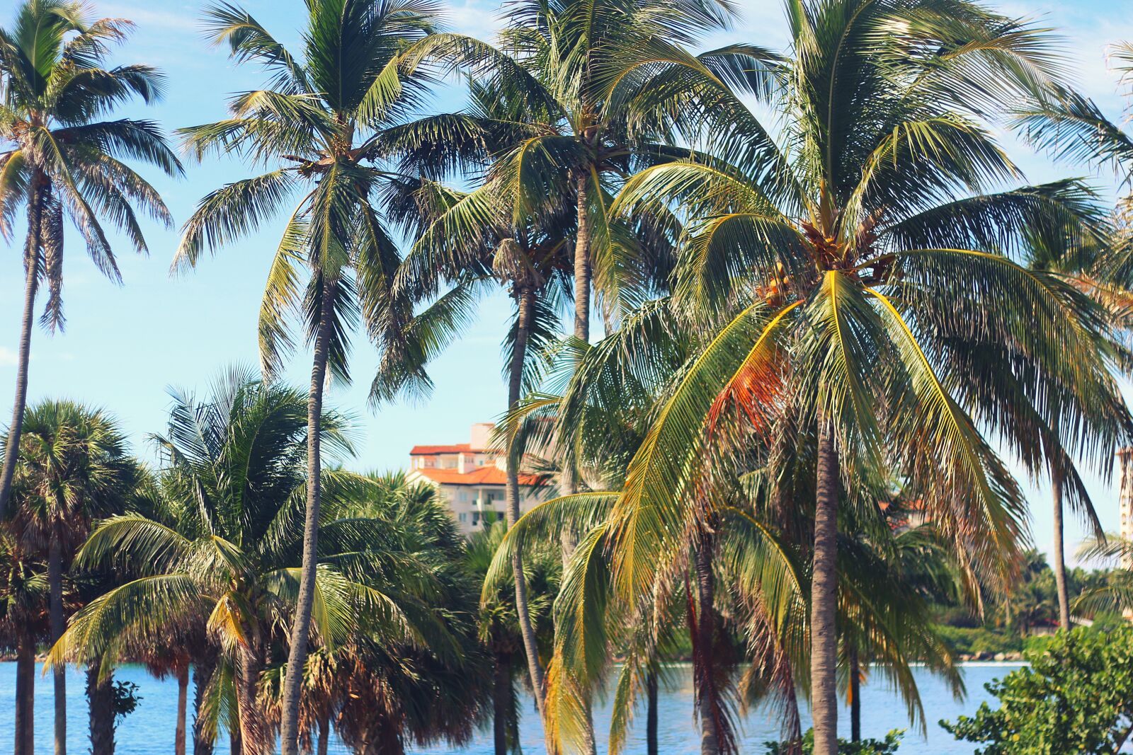 Canon EOS 70D + Canon EF 50mm F1.8 II sample photo. Palm tree, resort, miami photography