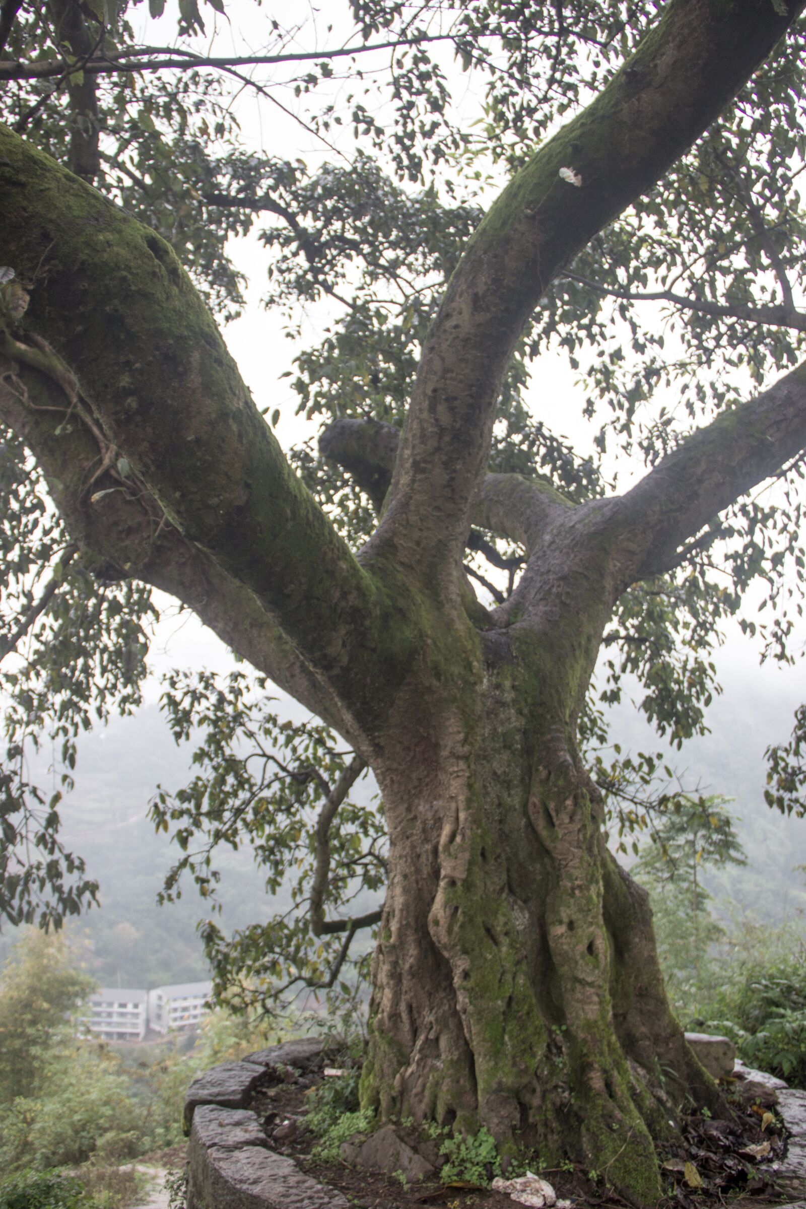 Canon EF-S 18-135mm F3.5-5.6 IS sample photo. Tree, fog, old photography