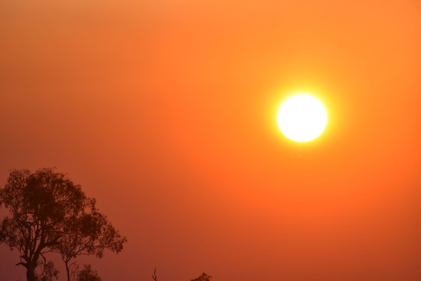 Nikon D5600 sample photo. Sunset, bush, australia photography