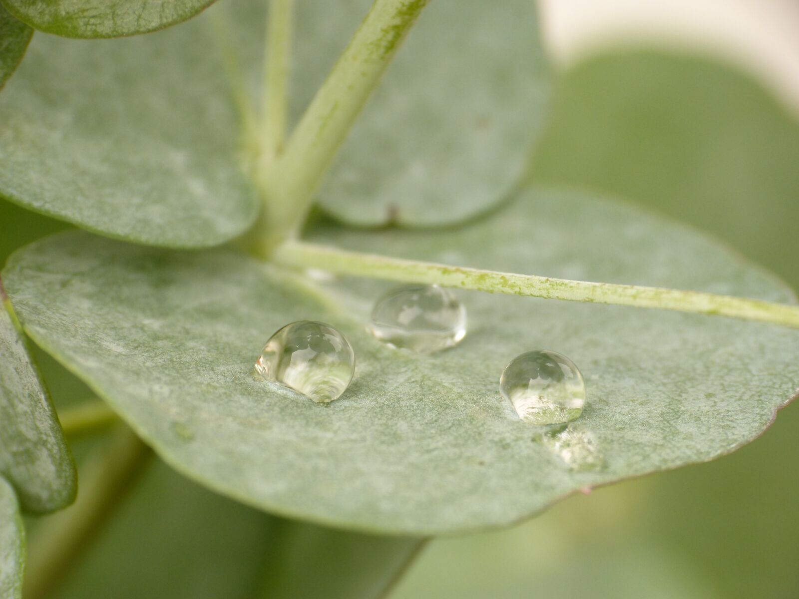Panasonic DMC-FZ62 sample photo. Eucalyptus, wet, drip photography