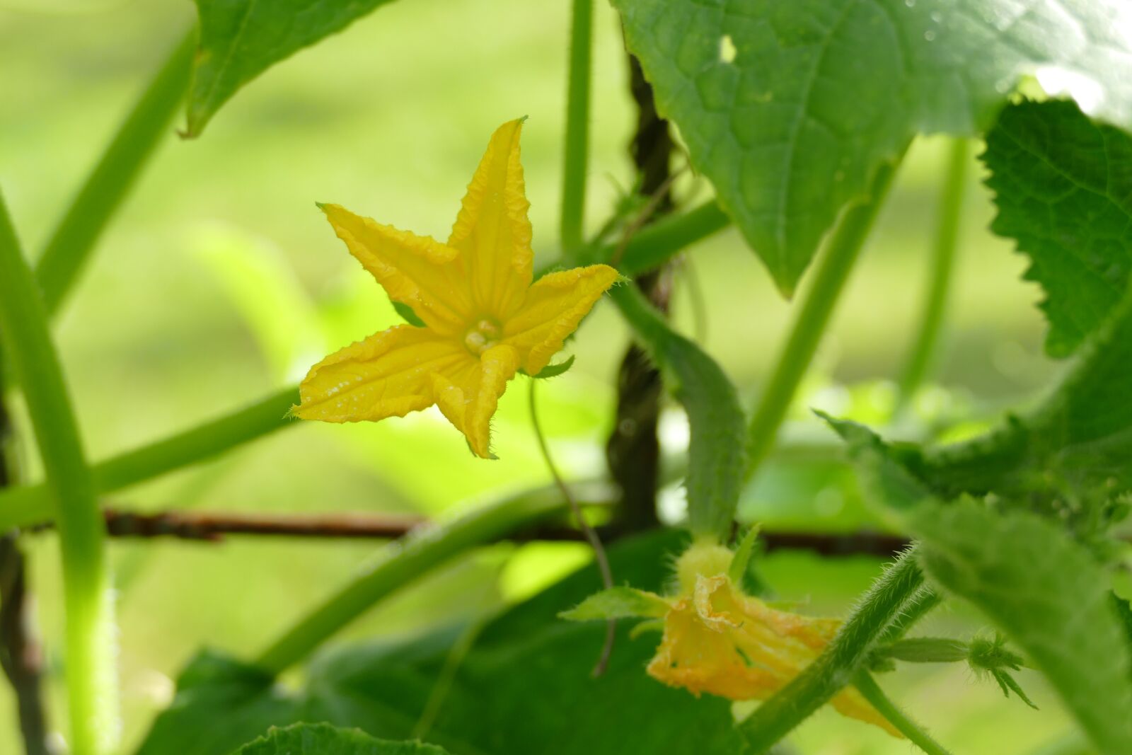Panasonic Lumix DMC-FZ1000 sample photo. Cucumbers, cucumber flowers, vegetables photography