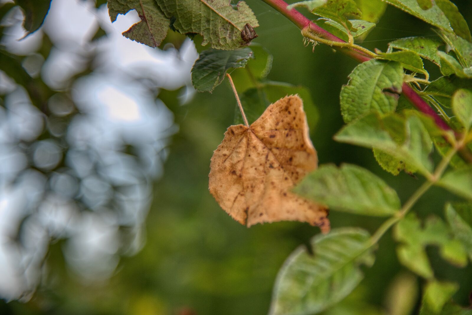 Nikon D750 sample photo. Autumn, leaves, leaf photography