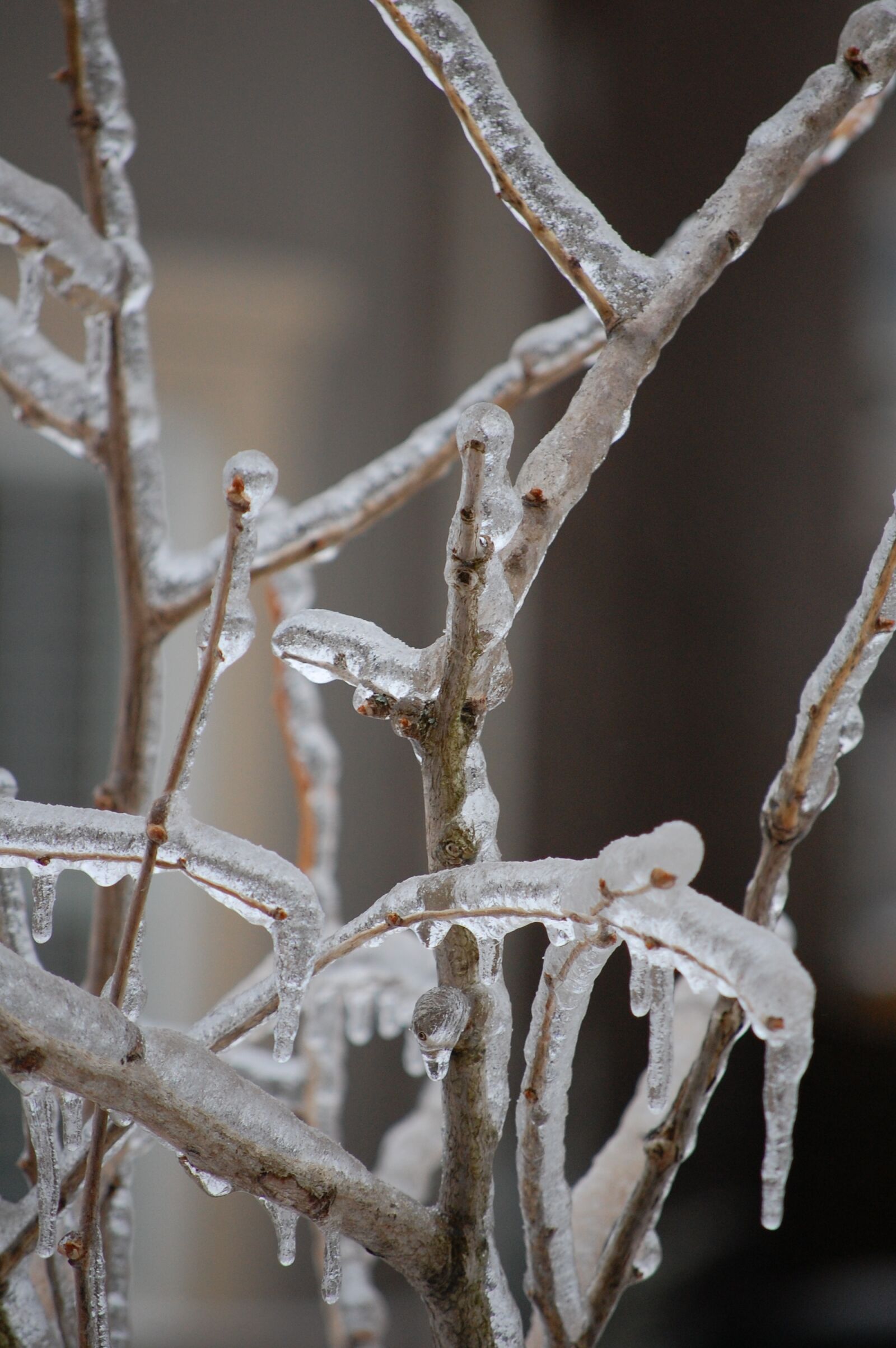 Nikon D40 sample photo. Branches, ice, winter photography
