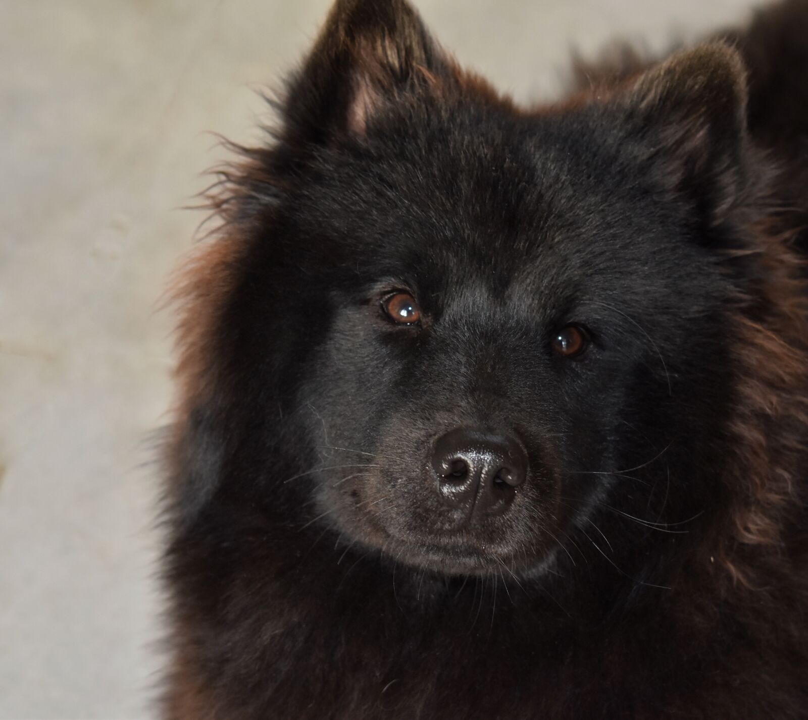 Nikon D5600 sample photo. Dog, dog eurasier, young photography