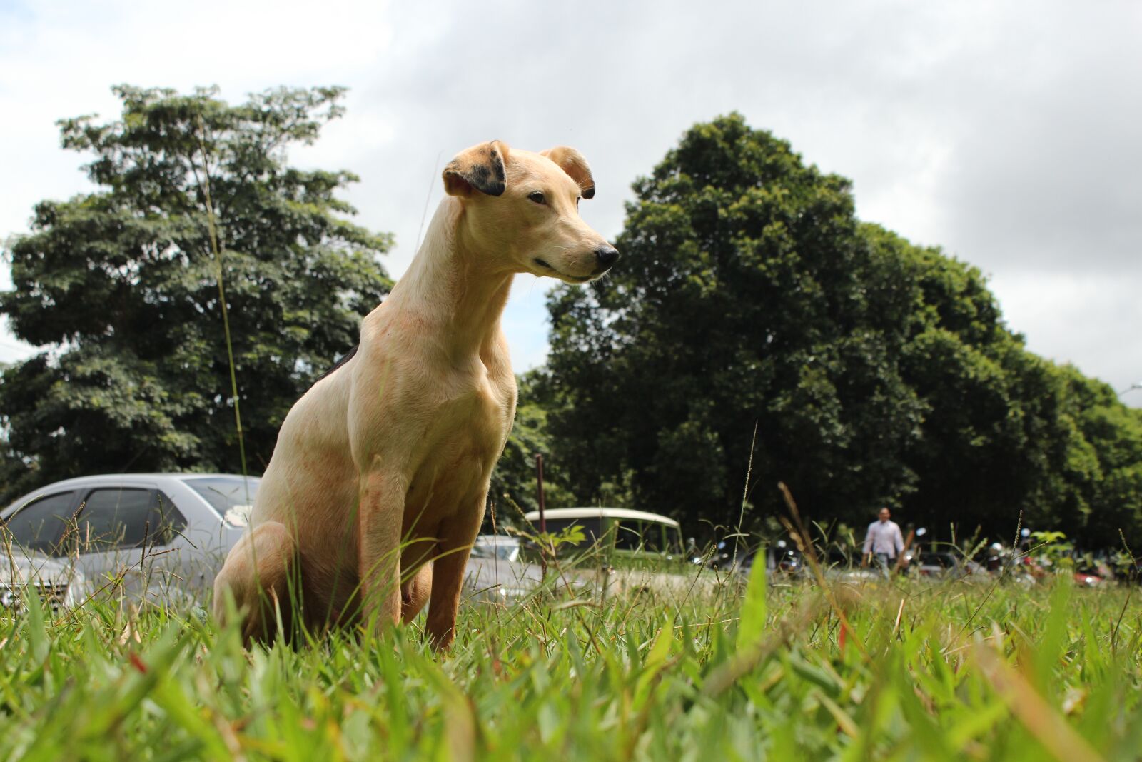 Canon EOS 600D (Rebel EOS T3i / EOS Kiss X5) sample photo. Dog, bug, friend photography