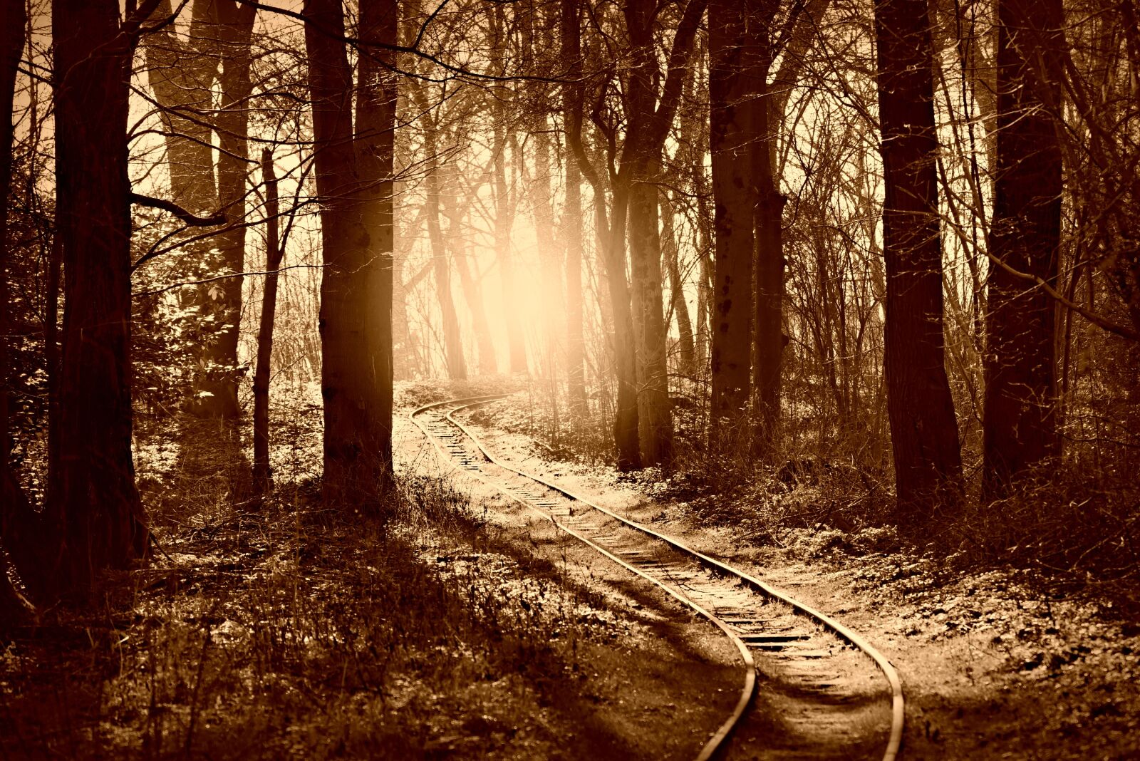 Nikon D750 sample photo. Forest, tree, woodland photography