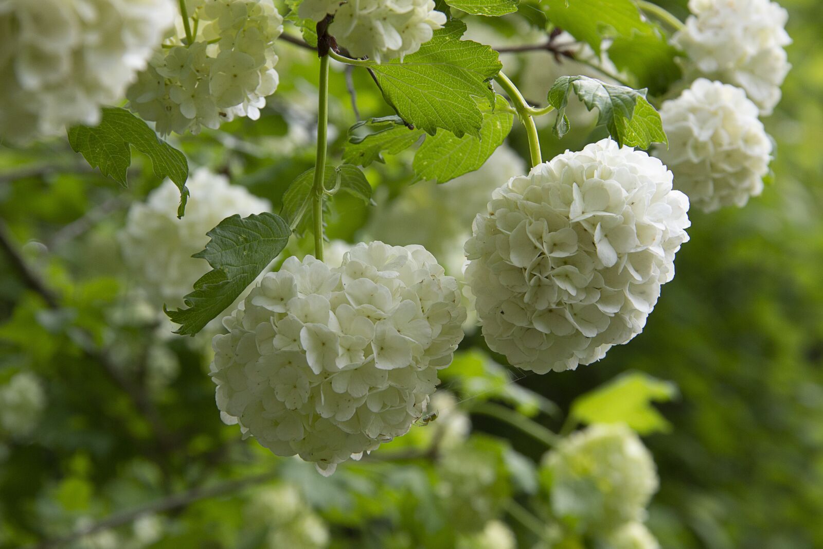 Canon EOS 600D (Rebel EOS T3i / EOS Kiss X5) sample photo. Bush, flower white, blossom photography