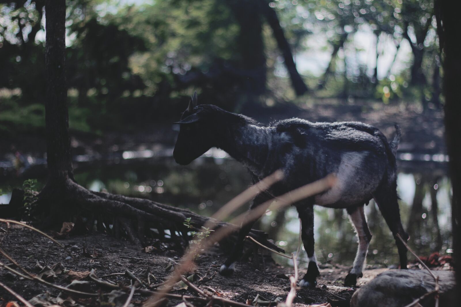 Canon EF 50mm F1.8 II sample photo. Goat, animal, farm photography