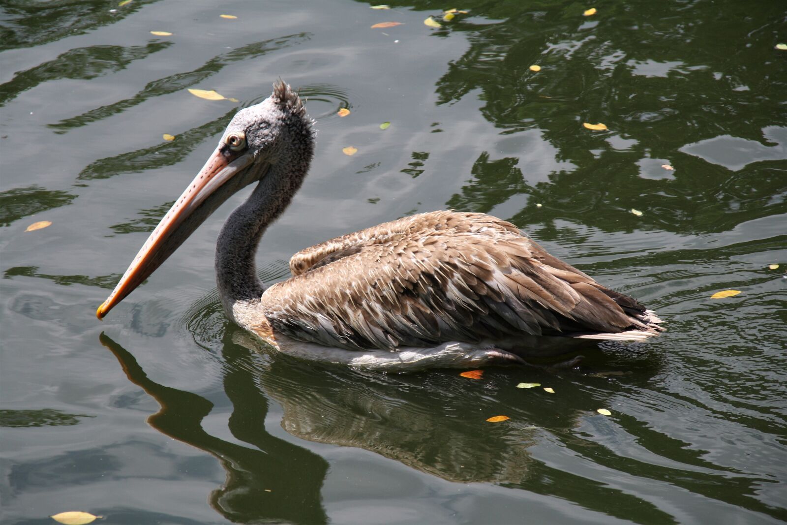 Canon EOS 1000D (EOS Digital Rebel XS / EOS Kiss F) sample photo. Bird, water, wildlife photography
